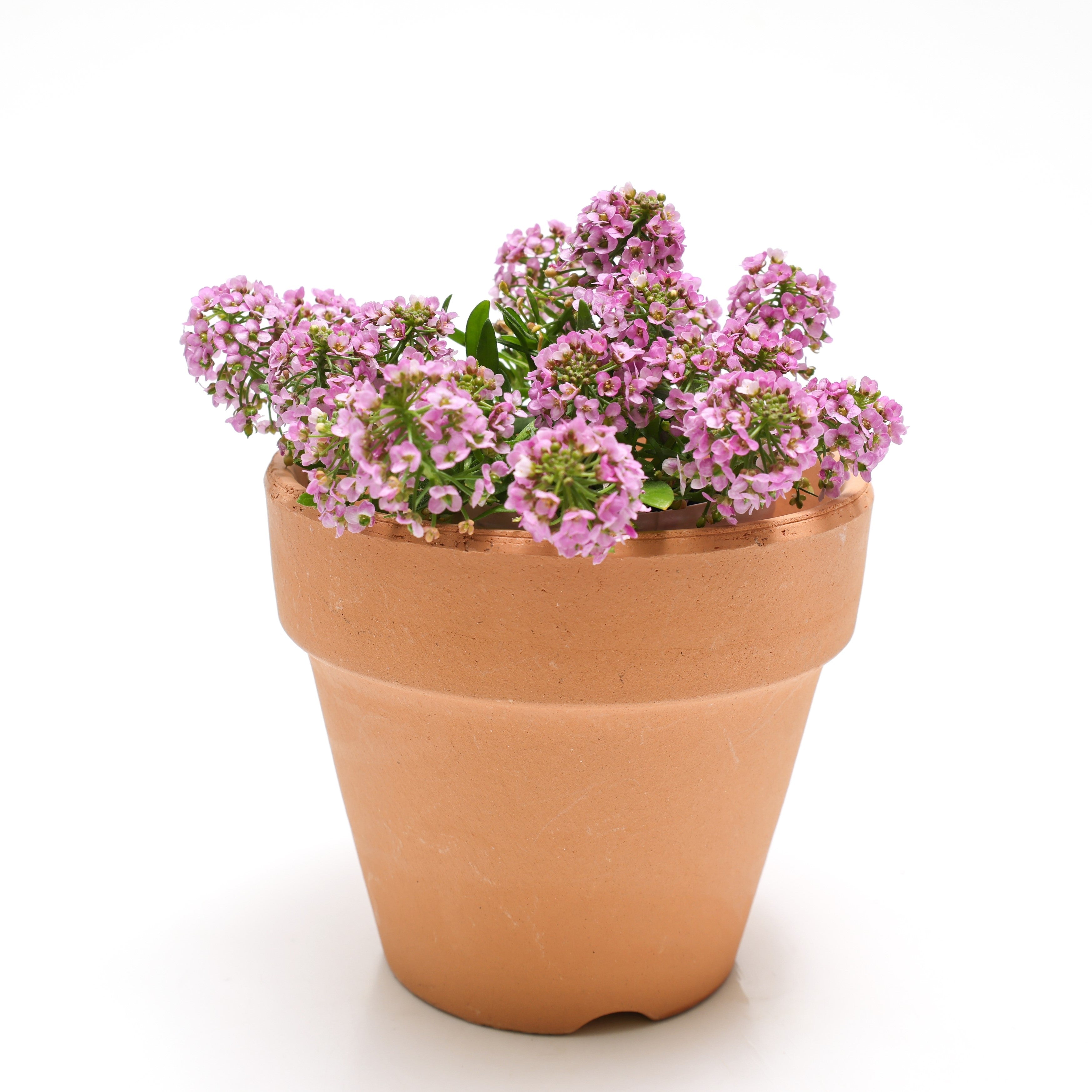 1000 Pink ALYSSUM ROSIE O DAY Lobularia Maritima Flower Seeds