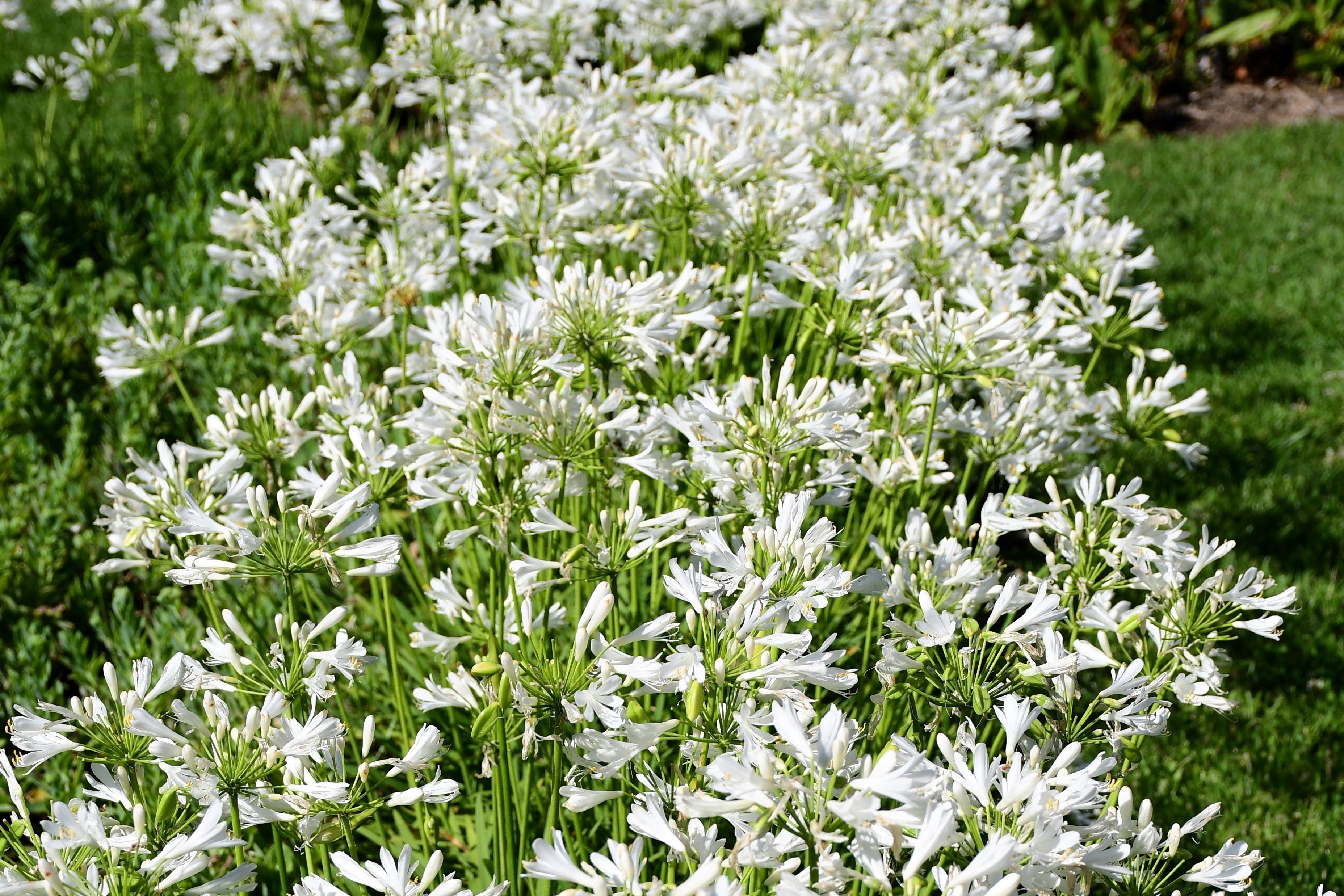 25 WHITE LILY of the NILE Agapanthus Orientalis African Lily Flower Seeds