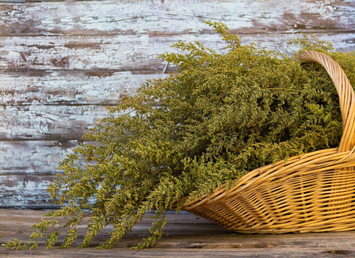 1000 SWEET WORMWOOD Artemisia Annua Sweet Annie Mugwort Sagewort Fragrant Herb Seeds