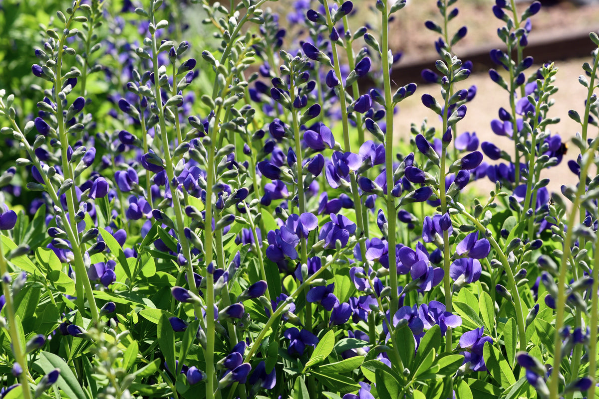 50 BLUE WILD INDIGO (False Indigo) Baptisia Australis Flower Seeds