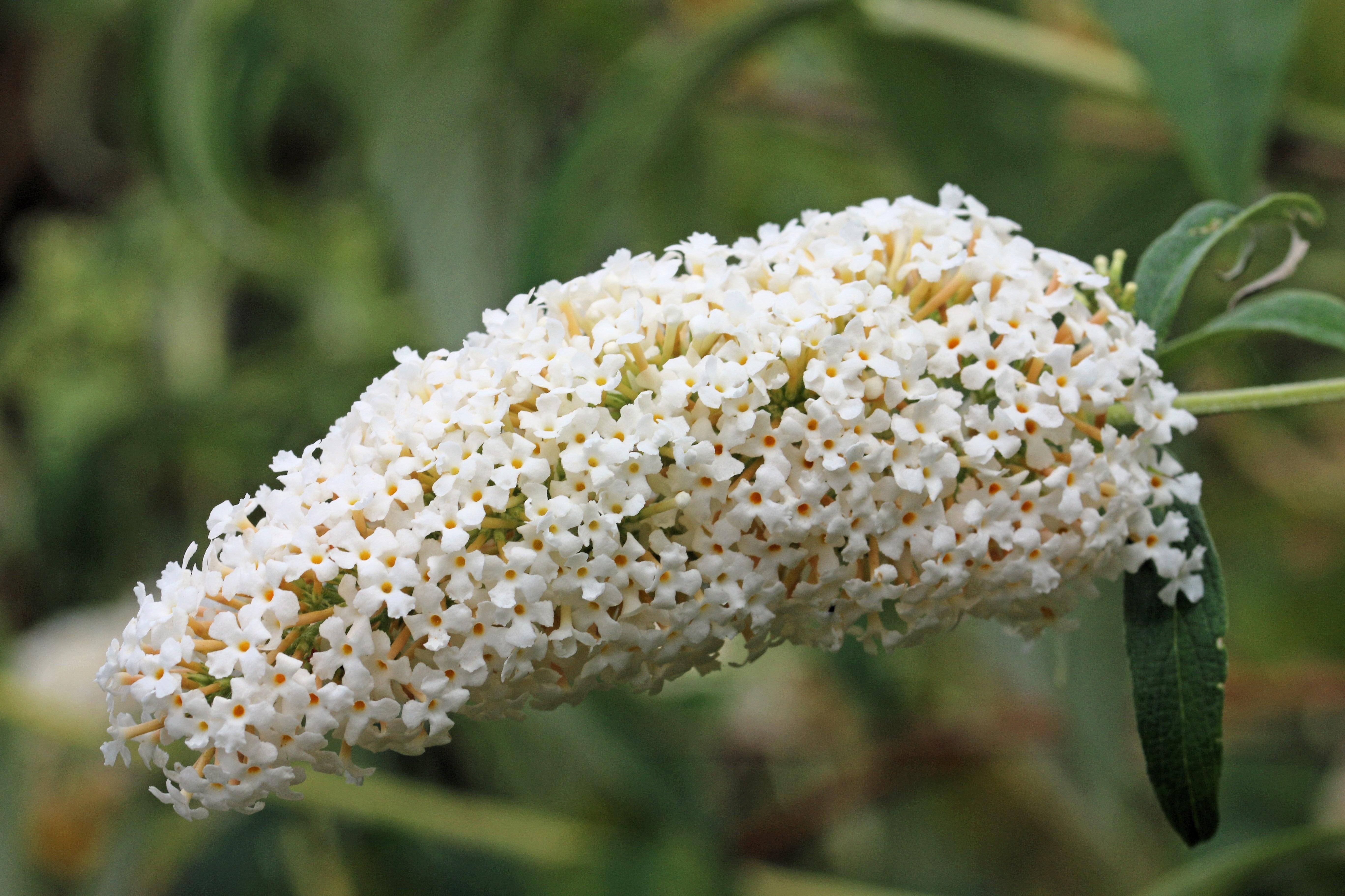 50 WHITE BUTTERFLY BUSH Buddleja Davidii Flower Seeds