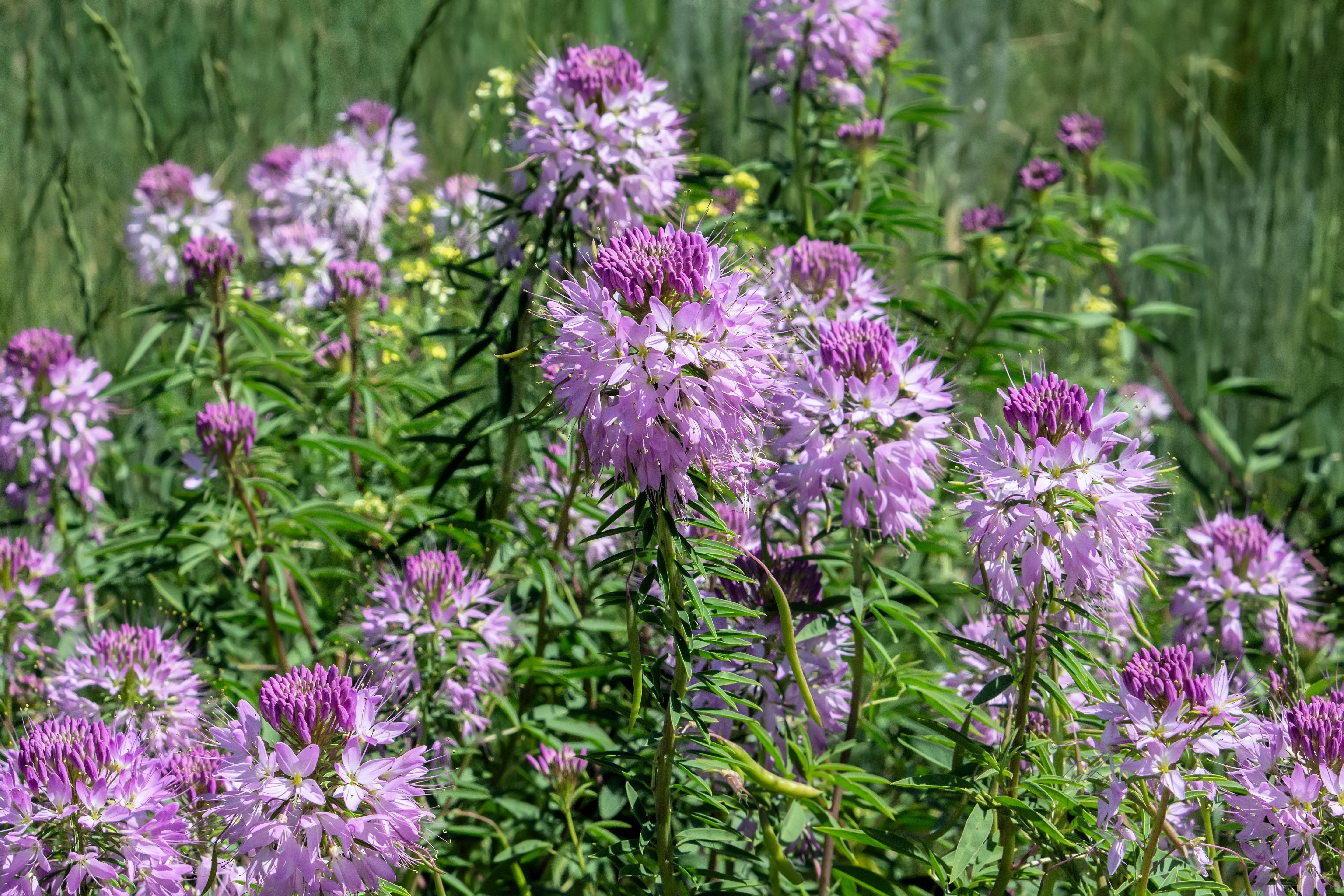 100 Rocky Mountain BEE PLANT Cleome Serrulata Flower Seeds