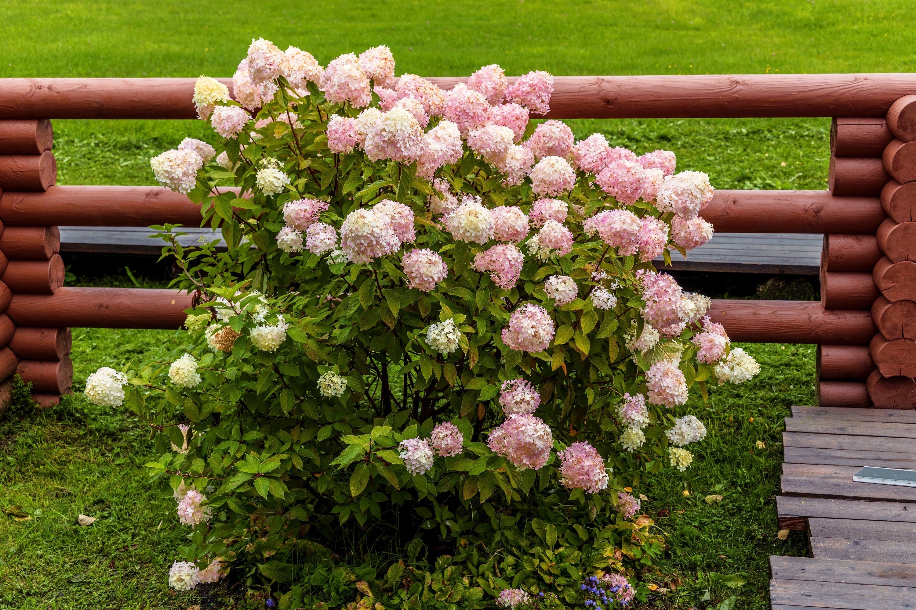 50 PEE GEE HYDRANGEA Paniculata Peegee Panicle White Pink Flower Shrub Seeds