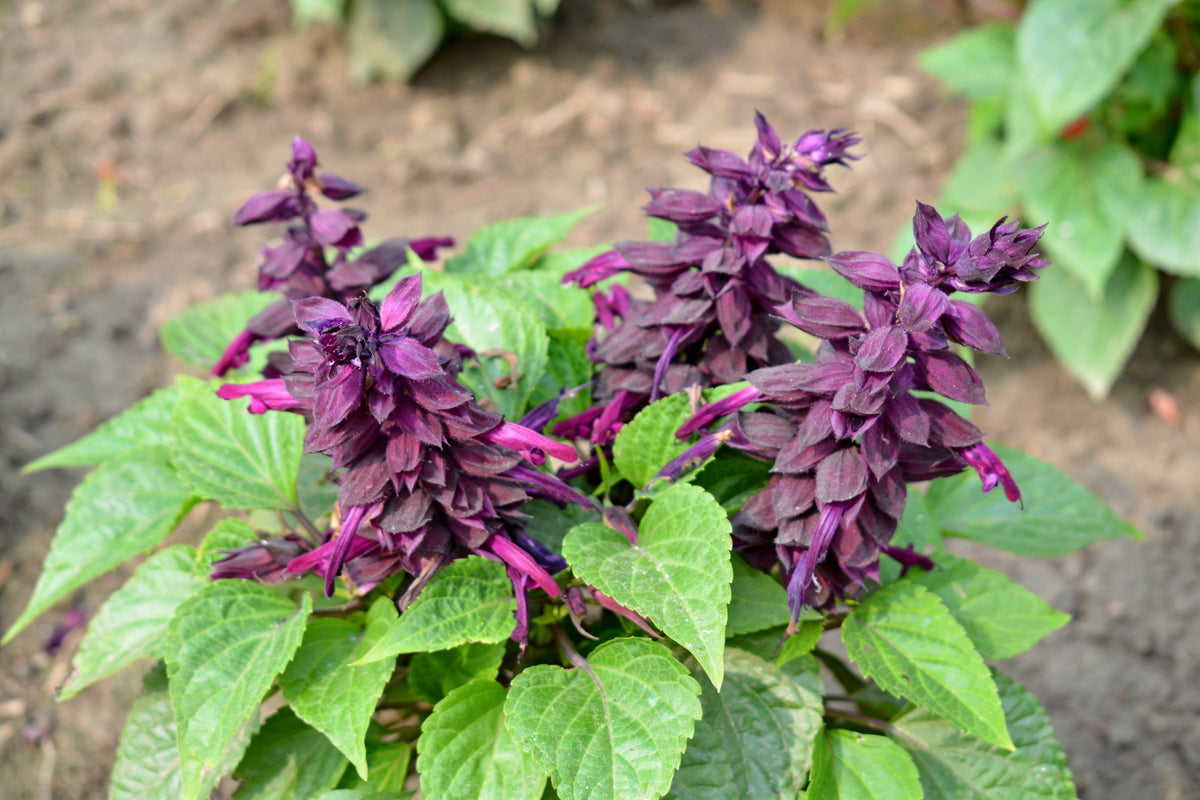 20 BRIGHT PURPLE SALVIA Splendens Scarlet Sage Flower Seeds