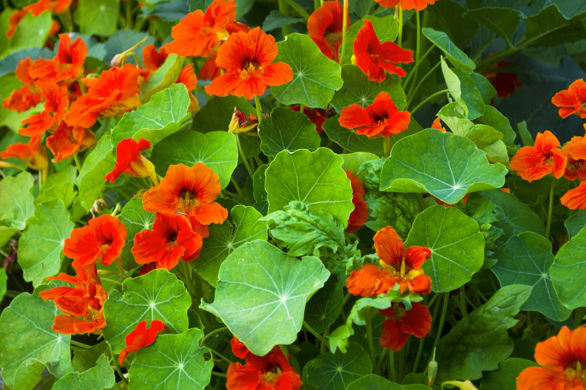 25 Dwarf RED EMPRESS NASTURTIUM Tropaeolum Nanum Hummingbird Flower Seeds