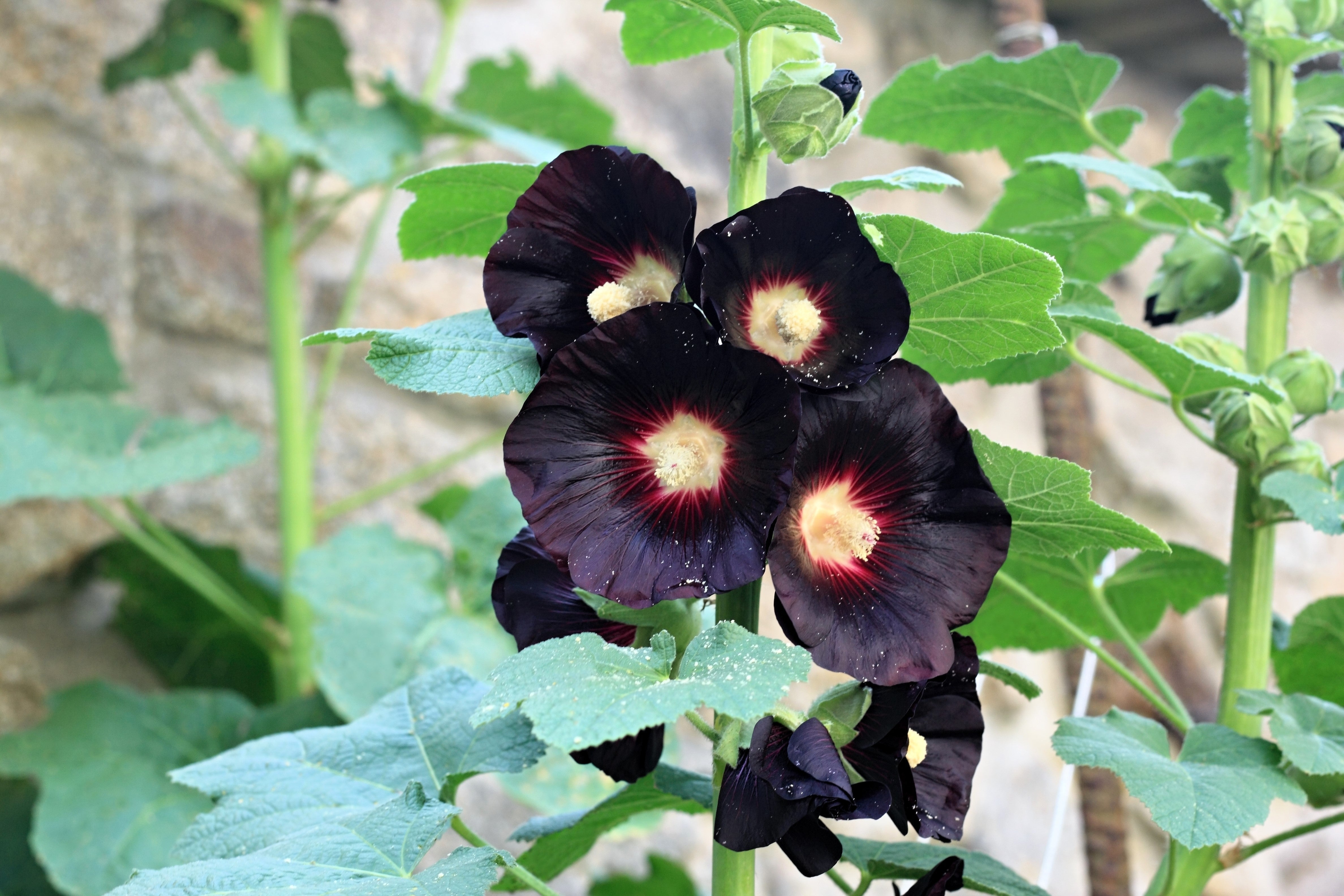25 BLACK HOLLYHOCK Alcea Rosea Nigra Flower Seeds