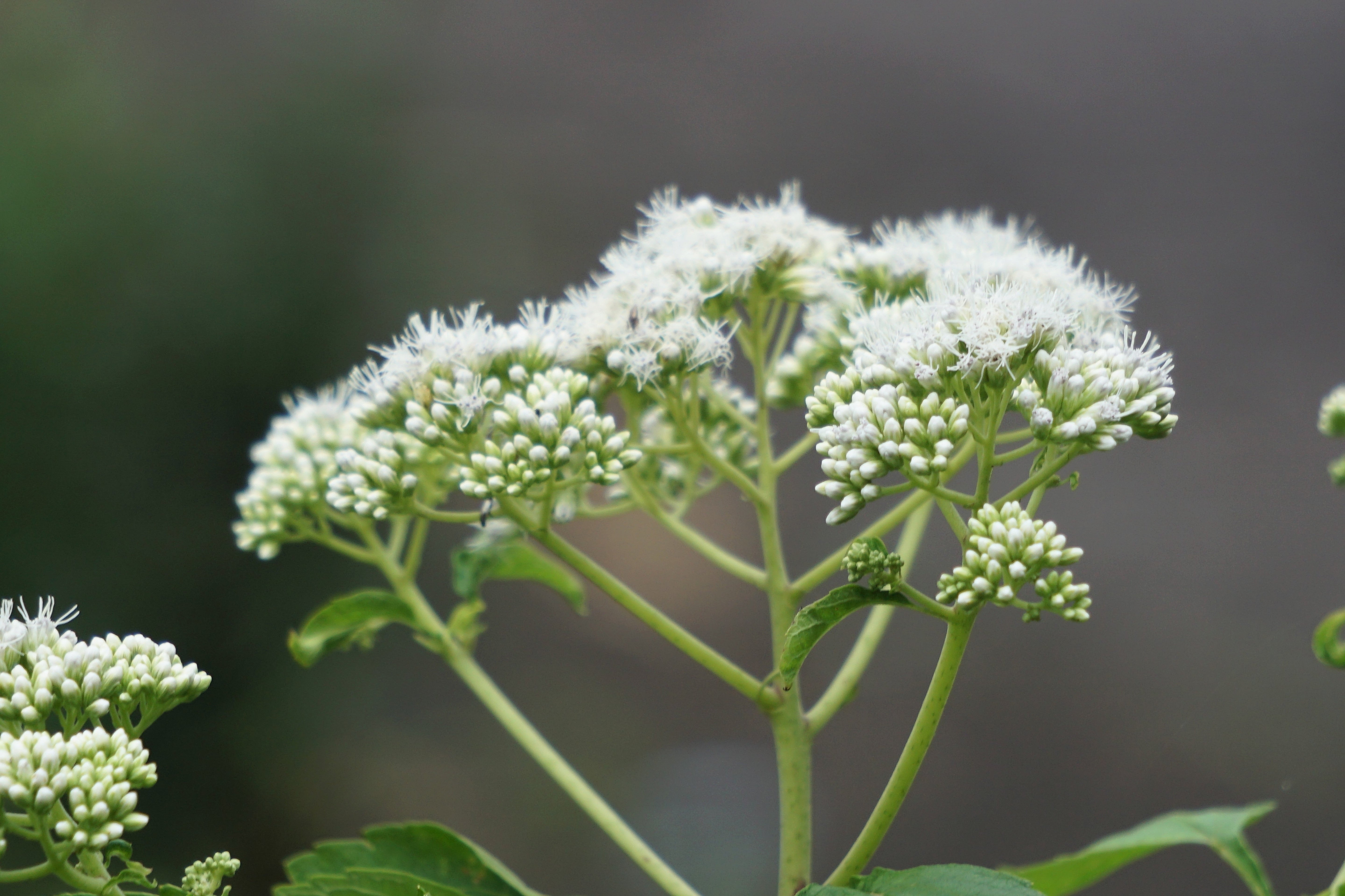 200 TALL WHITE BONESET (Thoroughwort) Eupatorium Perfoliatum Flower Seeds