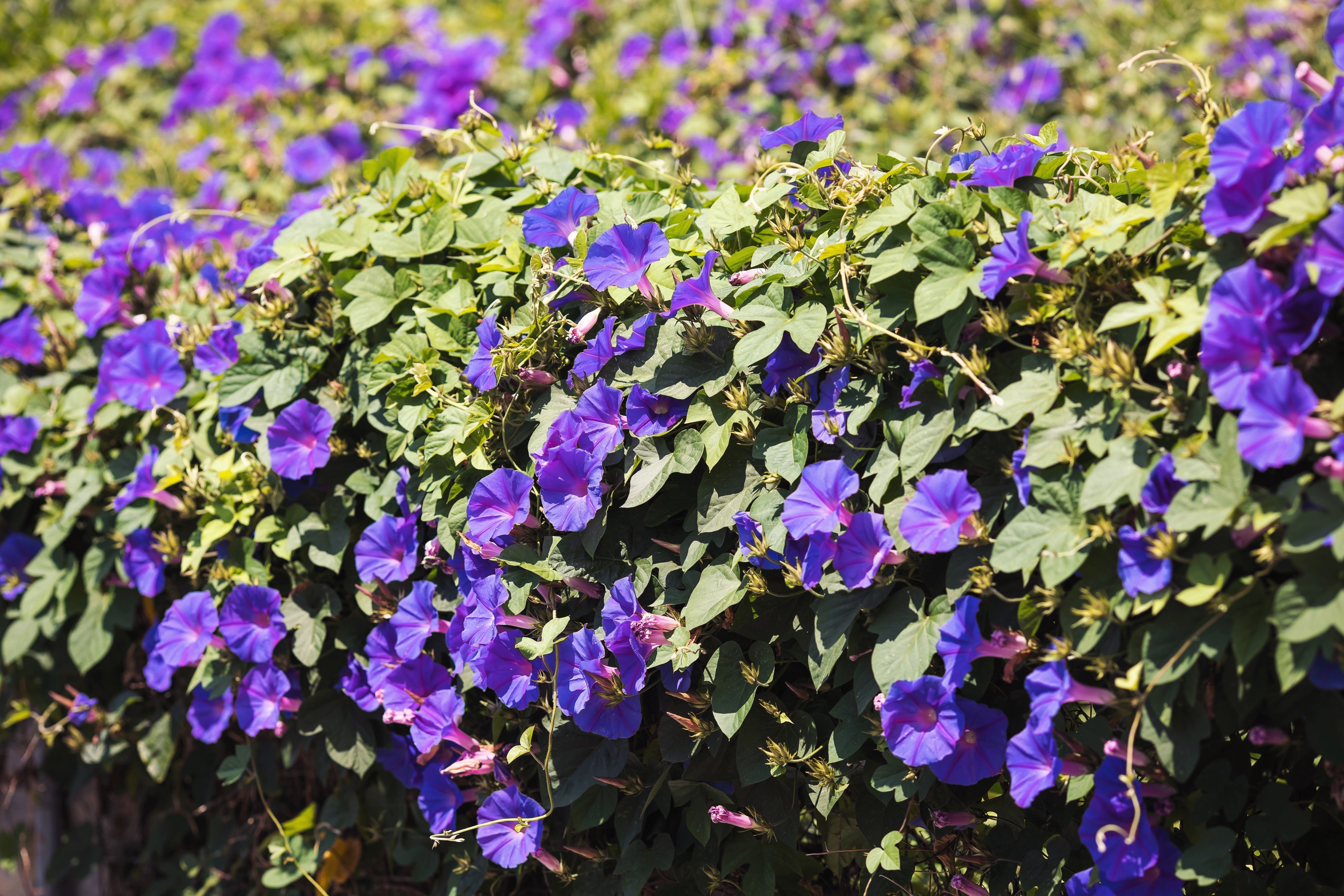 100 PURPLE MORNING GLORY Ipomoea Nil Flower Vine Seeds