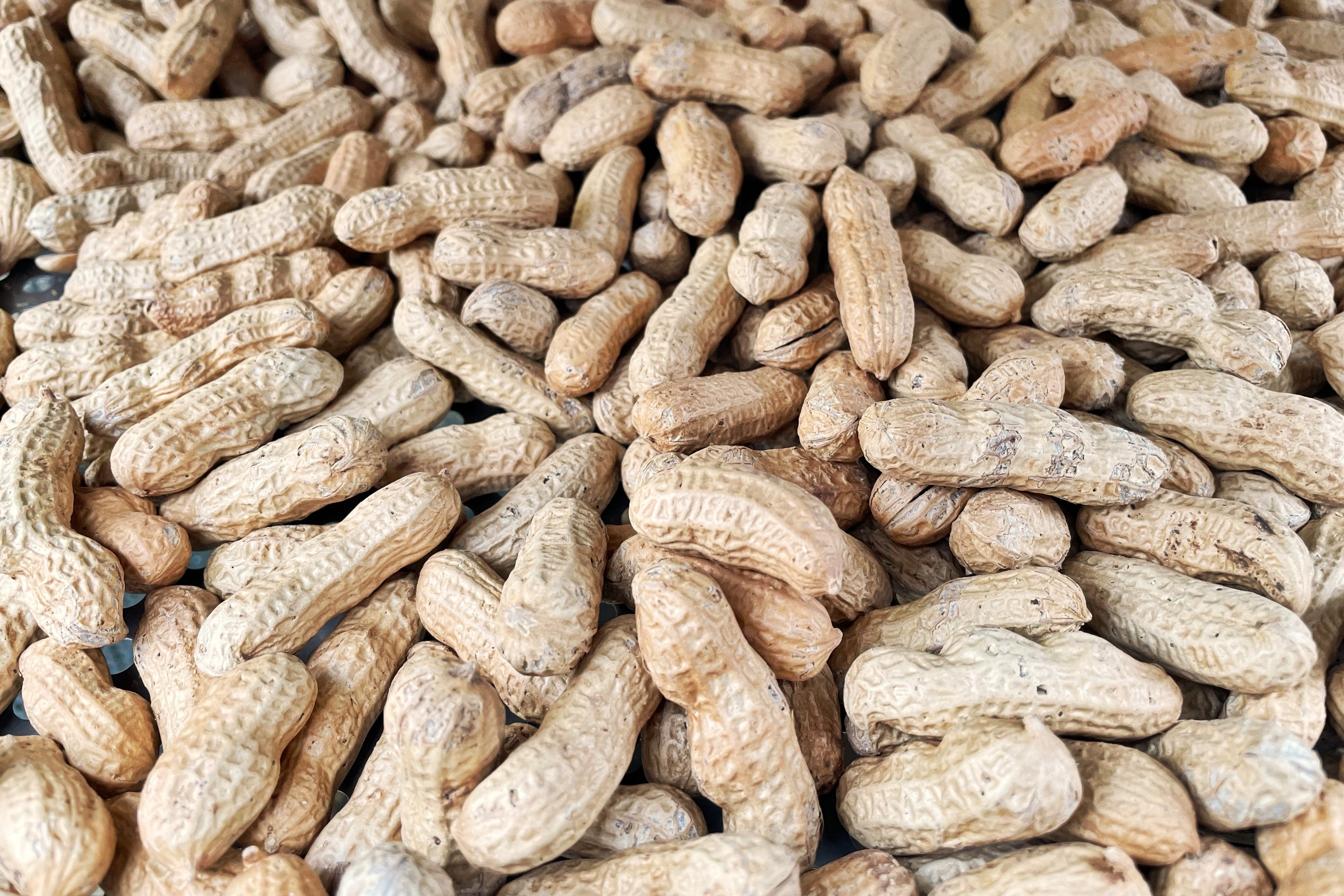 15 Seeds TENNESSEE RED PEANUT Valencia Arachis Hypogaea Perennial Nut Plant
