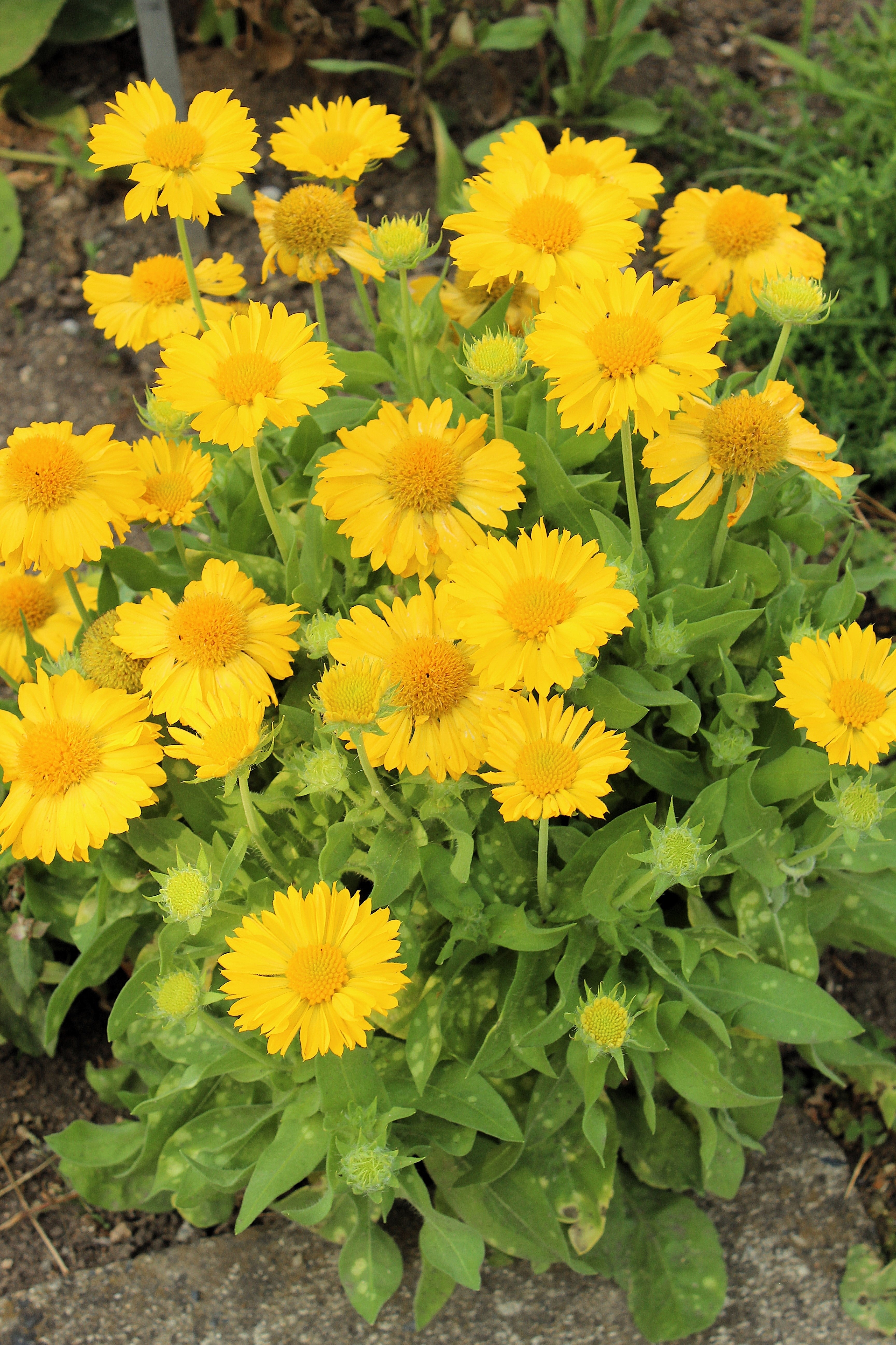 100 YELLOW GAILLARDIA (Blanket Flower / Indian Blanket) Gaillardia Aristata Flower Seeds