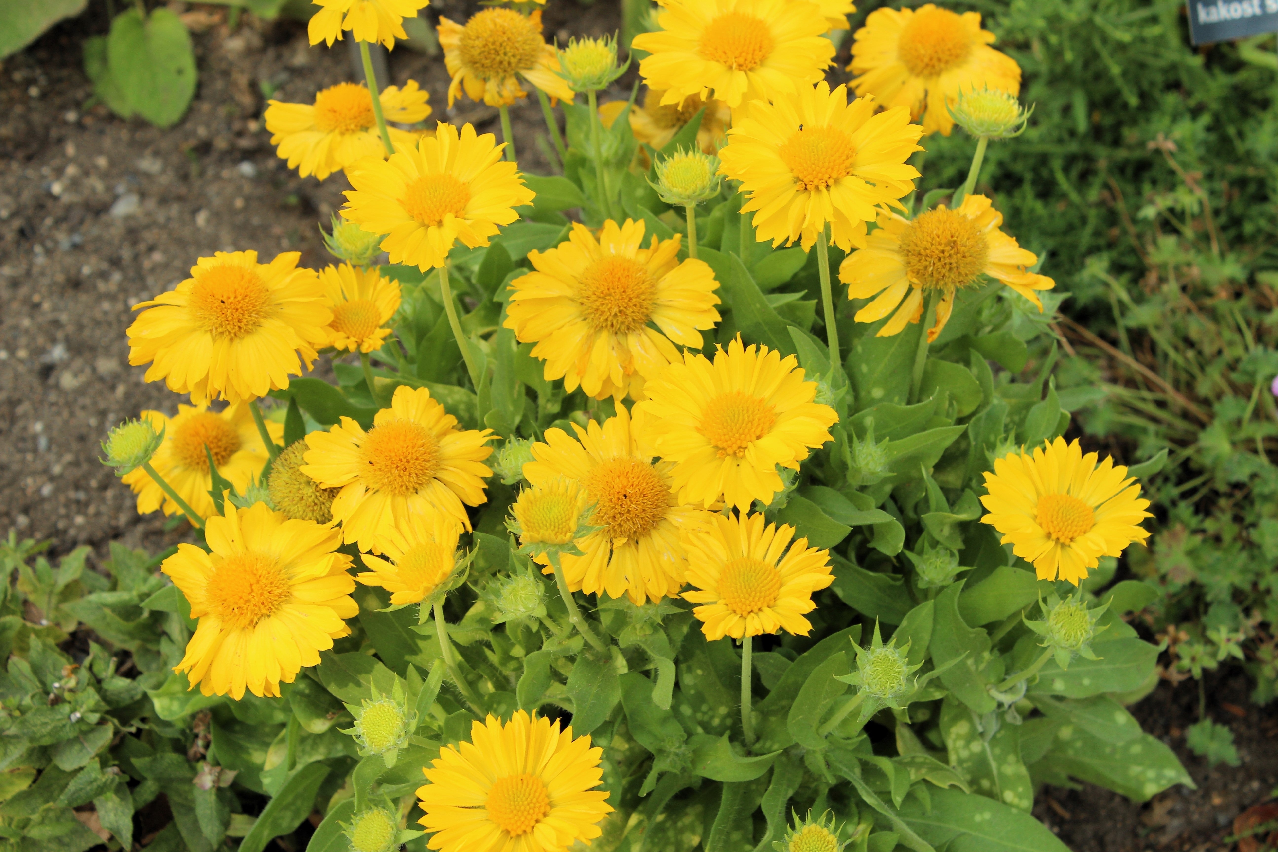100 YELLOW GAILLARDIA (Blanket Flower / Indian Blanket) Gaillardia Aristata Flower Seeds