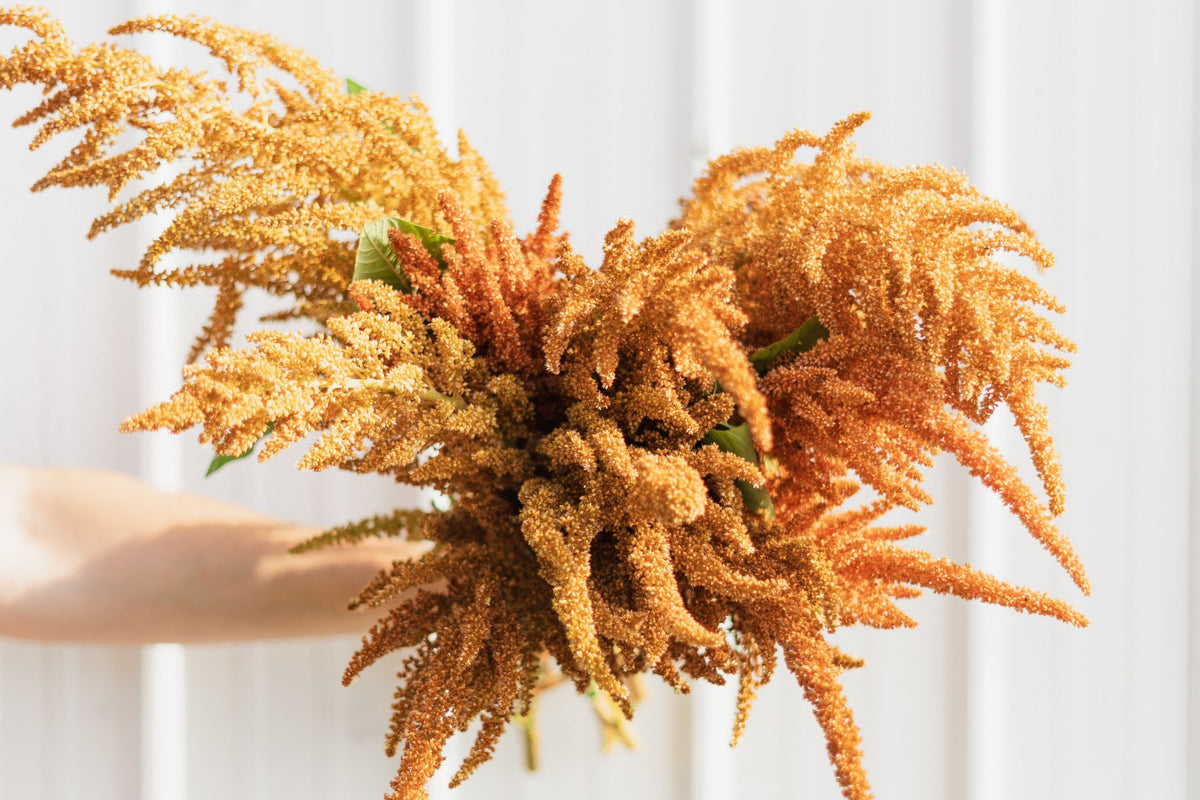 100 Organic HOT BISCUITS AMARANTHUS Cruentus Coppery Bronze Plumes Flower Seeds