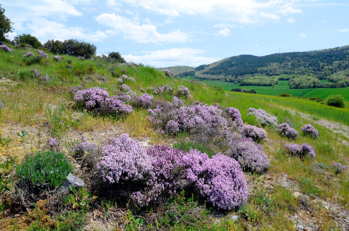 1000 Common GARDEN THYME English, German, French, or Winter Thymus Vulgaris Herb Flower Seeds