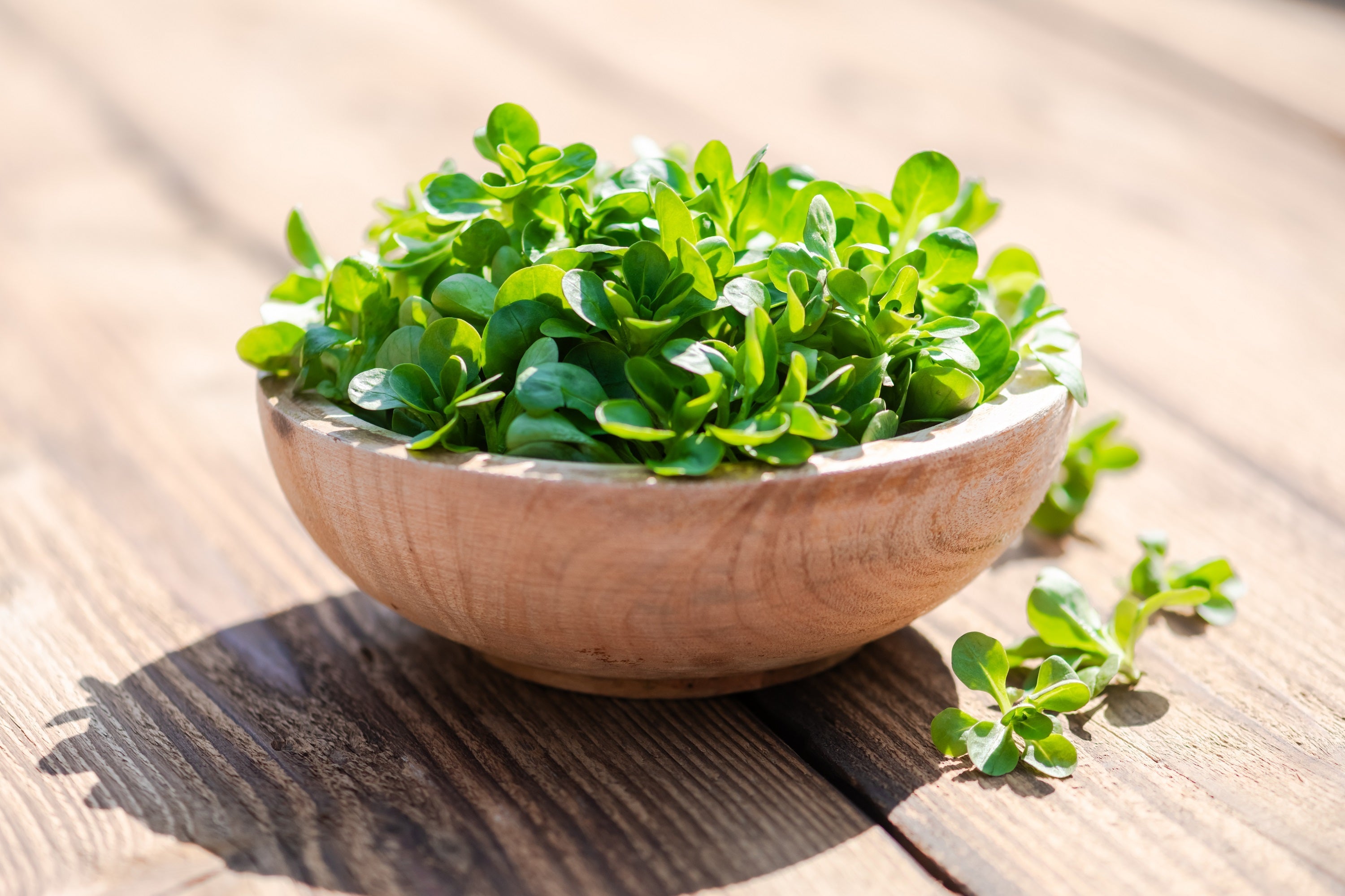 500 Dutch CORN SALAD Lambs Lettuce Valerianella Locusta Herb Vegetable Seeds