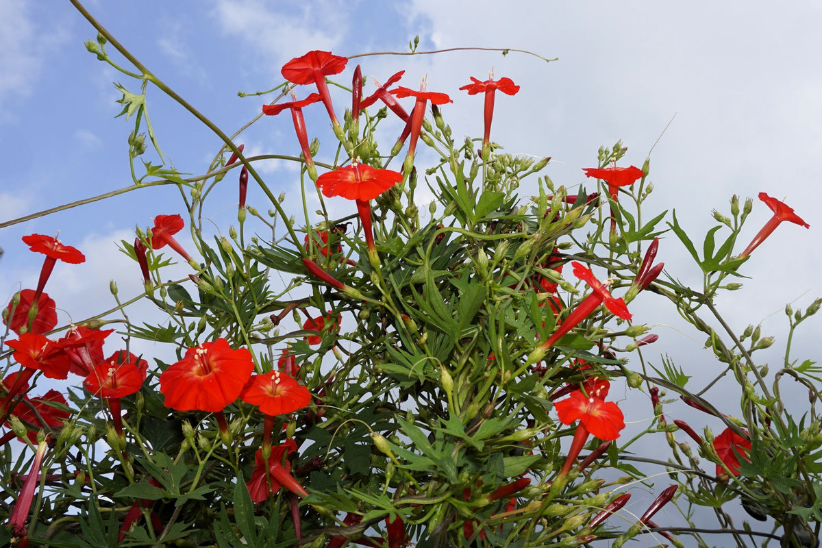 30 CARDINAL CLIMBER VINE Ipomea Quamoclit Red Flower Seeds