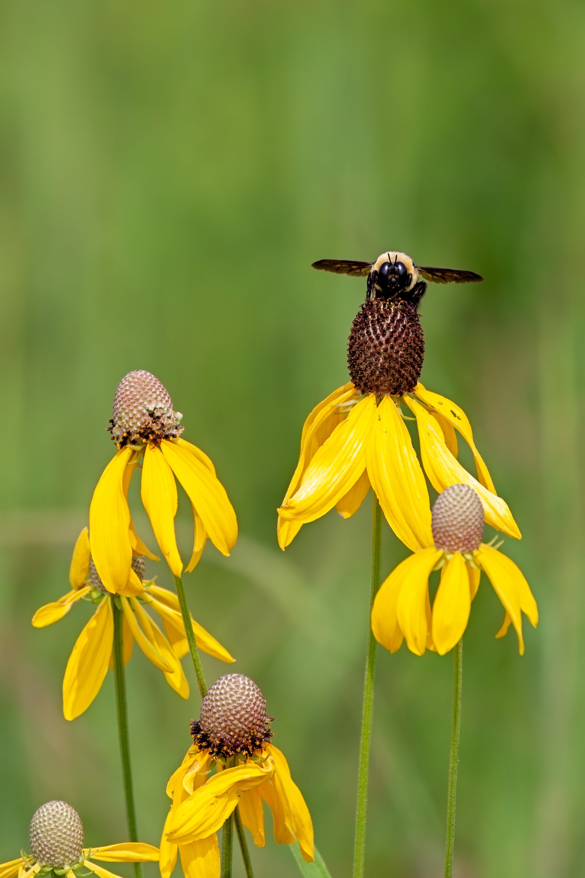 100 YELLOW CONEFLOWER Ratibida Pinnata Flower Seeds