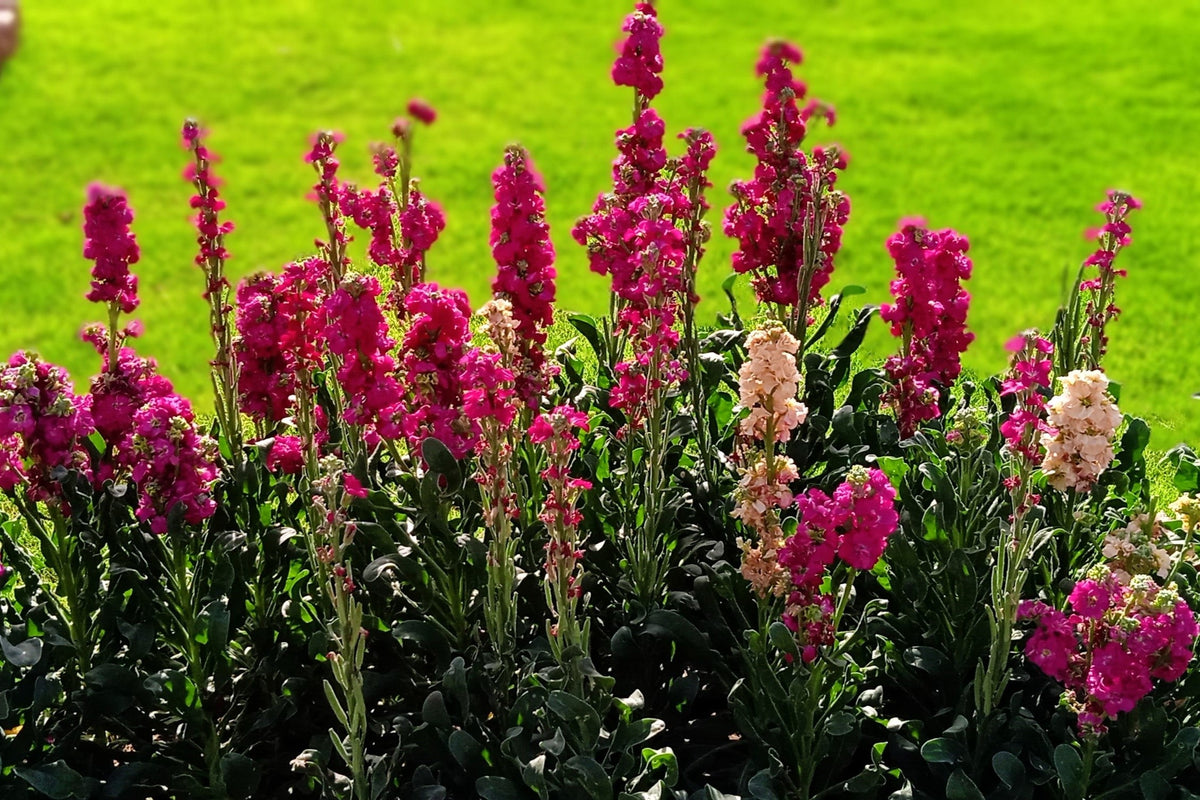 100 MIXED COLORS VERBASCUM Verbascum Phoeniceum Flower Seeds