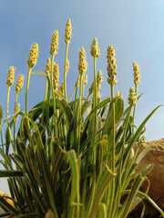 1000 Organic PSYLLIUM Plantago Ovata Plantain Herb Flower Seeds