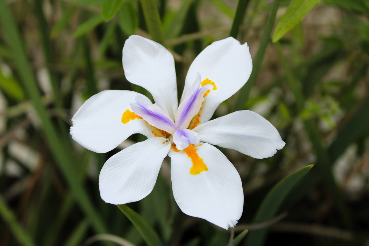 25 WHITE AFRICAN IRIS Fortnight Lily Dietes Iridioides Vegeta aka Cape or Butterfly Iris Yellow Purple Flower Seeds