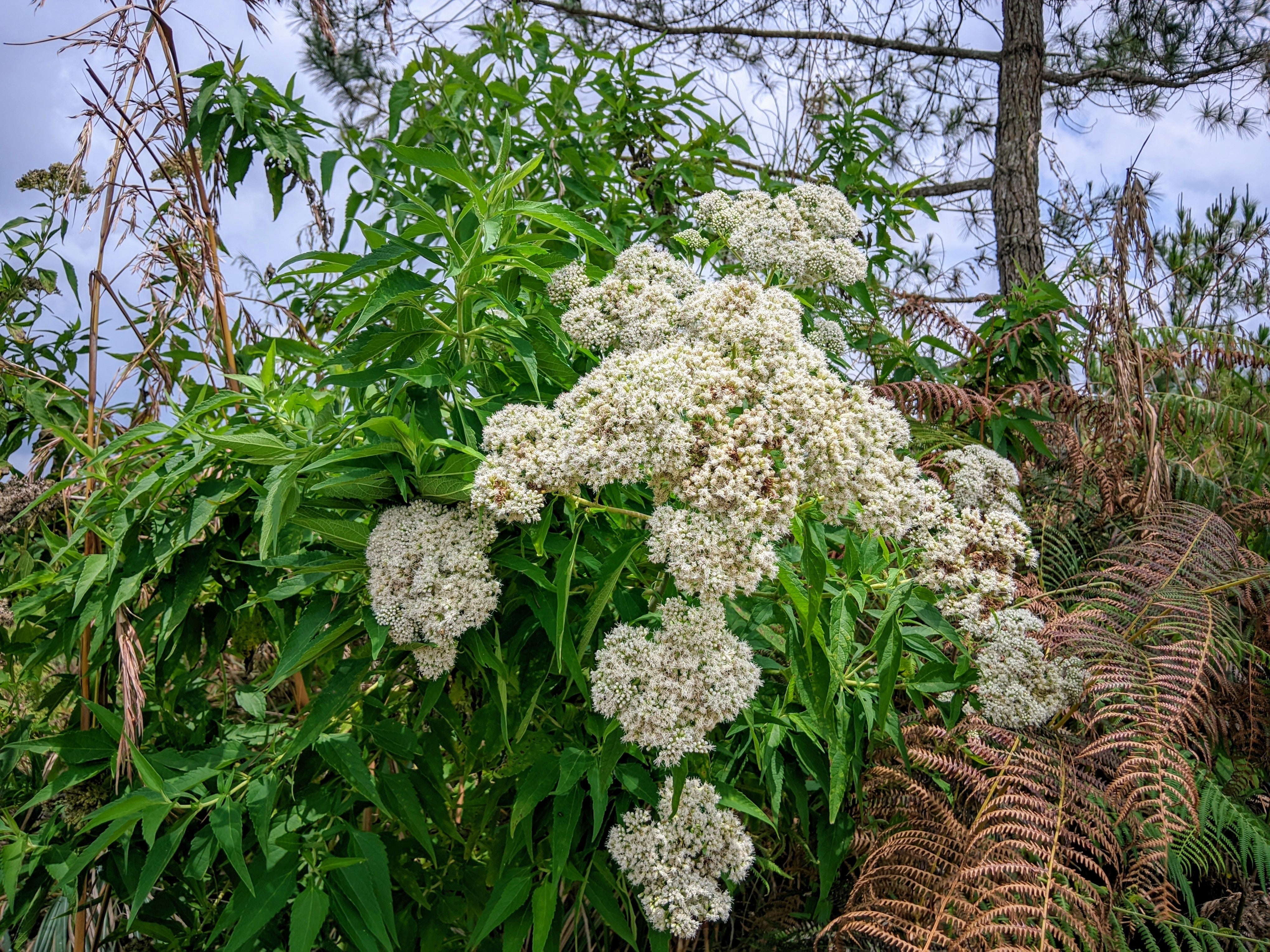 200 TALL WHITE BONESET (Thoroughwort) Eupatorium Perfoliatum Flower Seeds