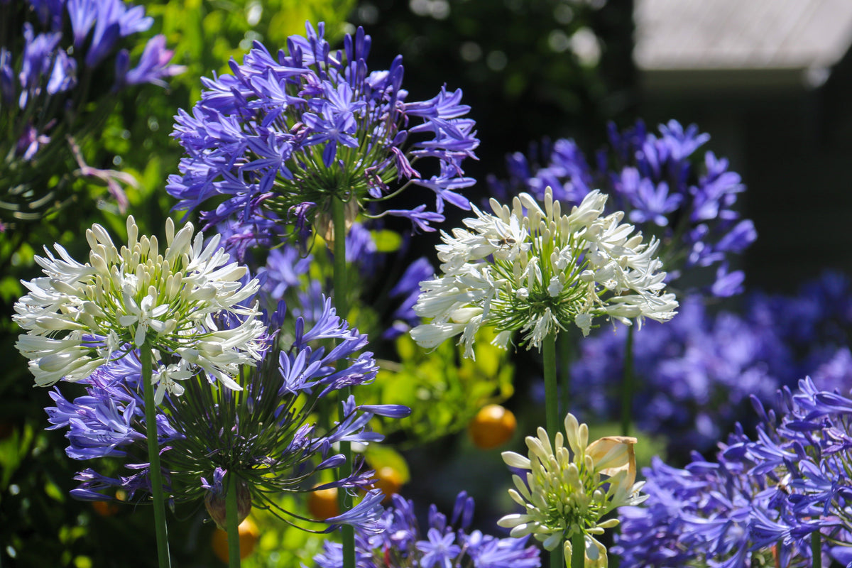 25 BLUE LILY of the NILE Agapanthus Orientalis African Lily Flower Seeds