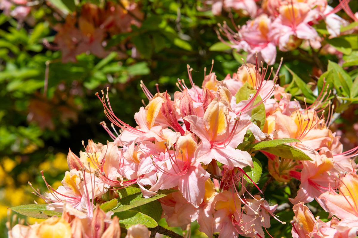 20 WESTERN AZALEA Pink White Yellow Shrub Flower Rhododendron Occidentale Seeds