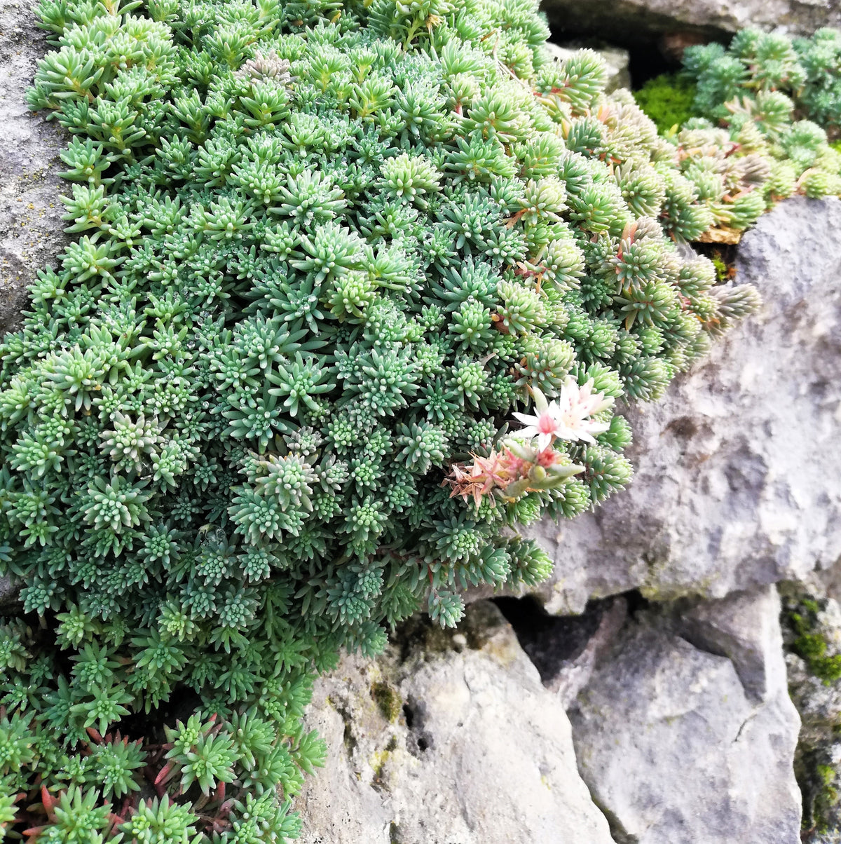 25 Spanish STONECROP / SEDUM HISPANICUM Groundcover Flower Seeds