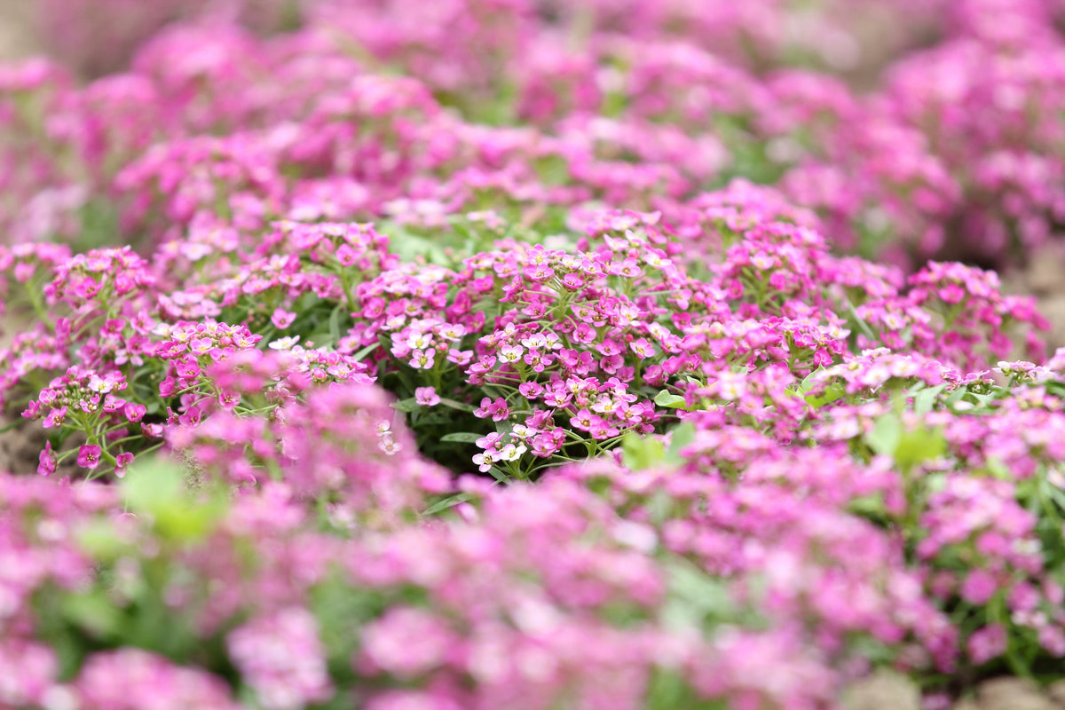 1000 Pink ALYSSUM ROSIE O DAY Lobularia Maritima Flower Seeds
