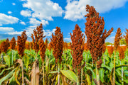 1 Lb BULK HONEY DRIP SORGHUM Bicolor Honey Drop Syrup Grain Vegetable Pound 22,400 Seeds