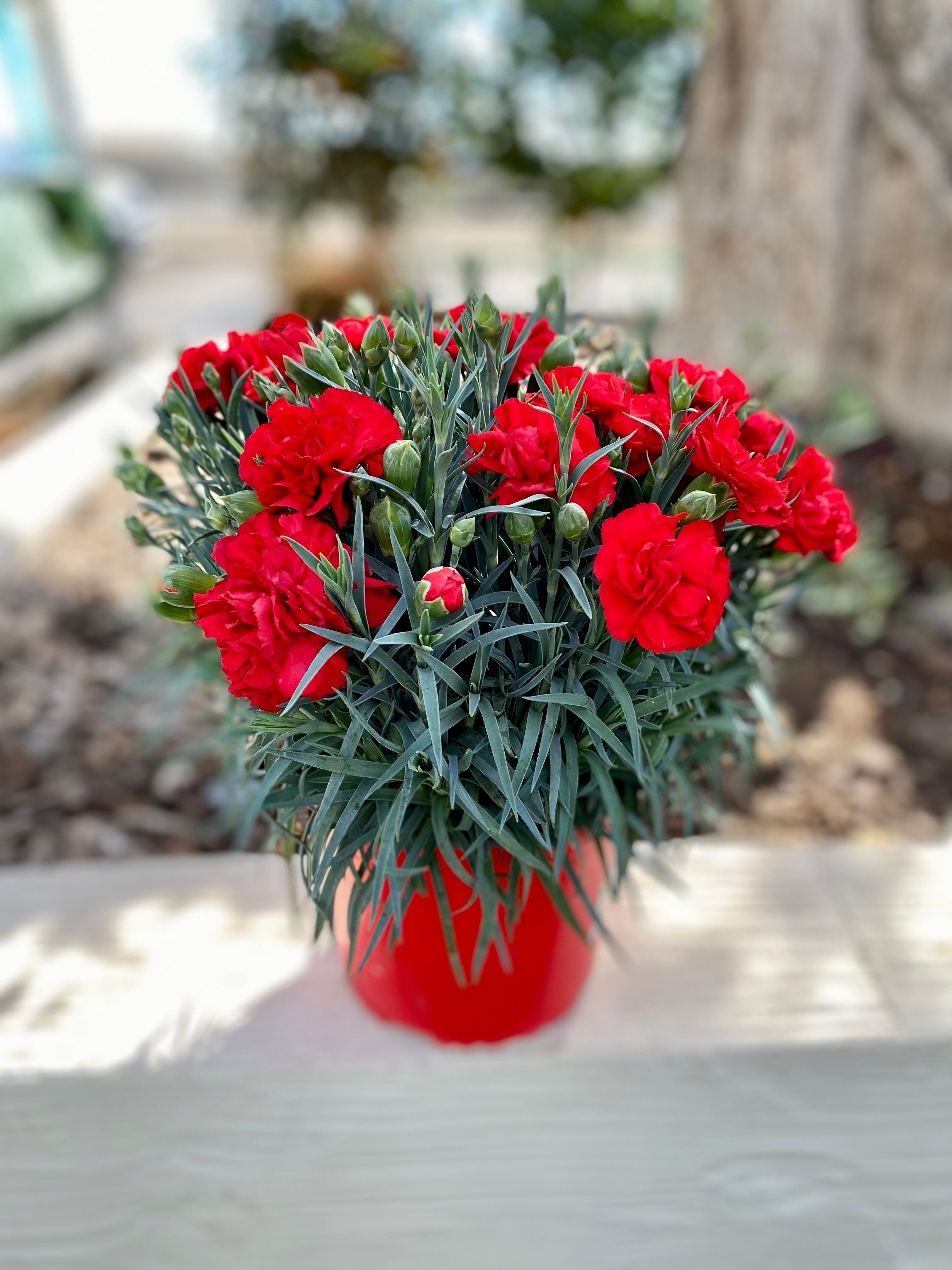 50 SCARLET RED CARNATION Dianthus Caryophyllus Grenadin Double Flower Seeds