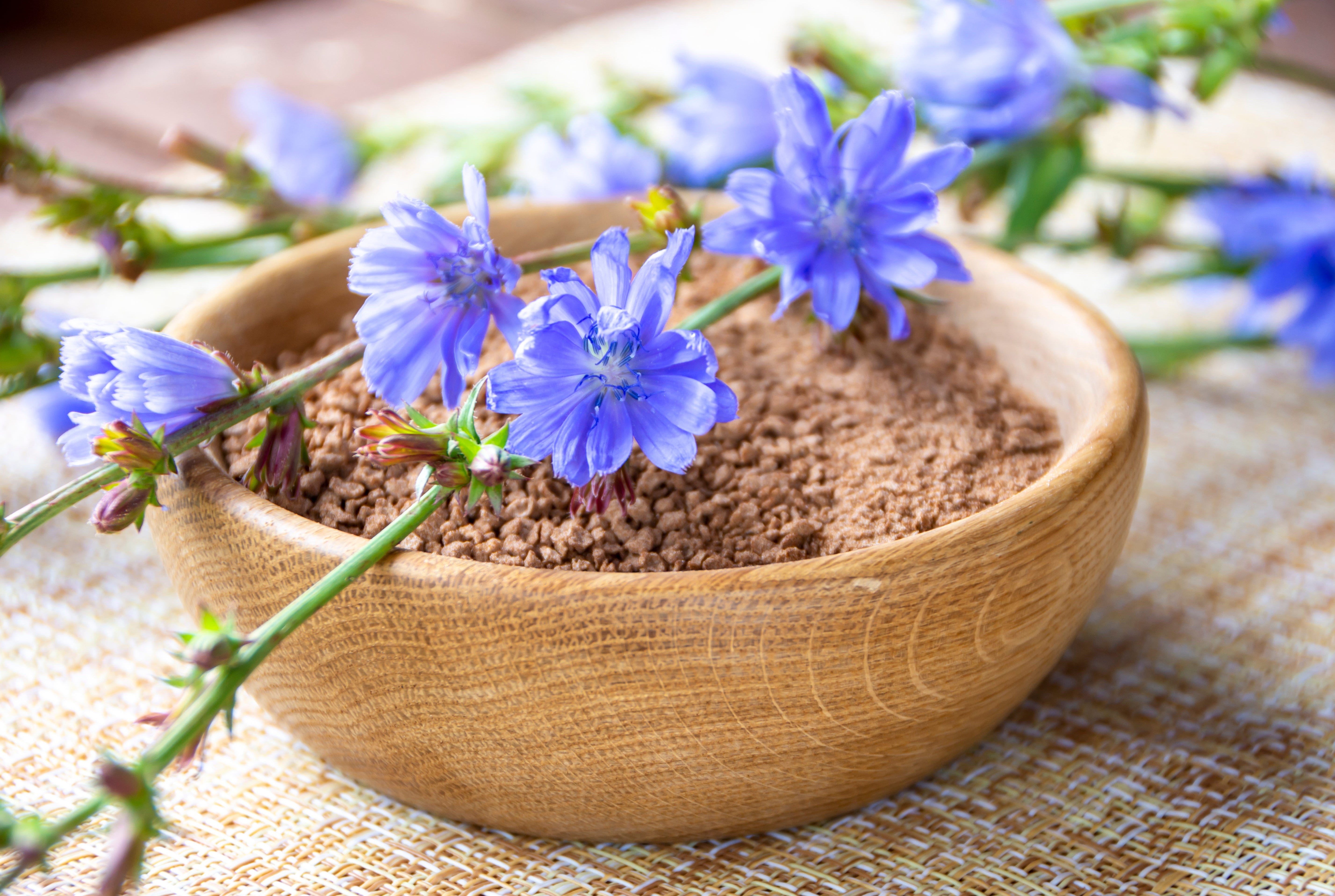 1000 CHICORY (Blue Daisy / Blue Sailors / Coffeeweed / Succory) Chicorium Cicorium Intybus Flower Herb Seeds