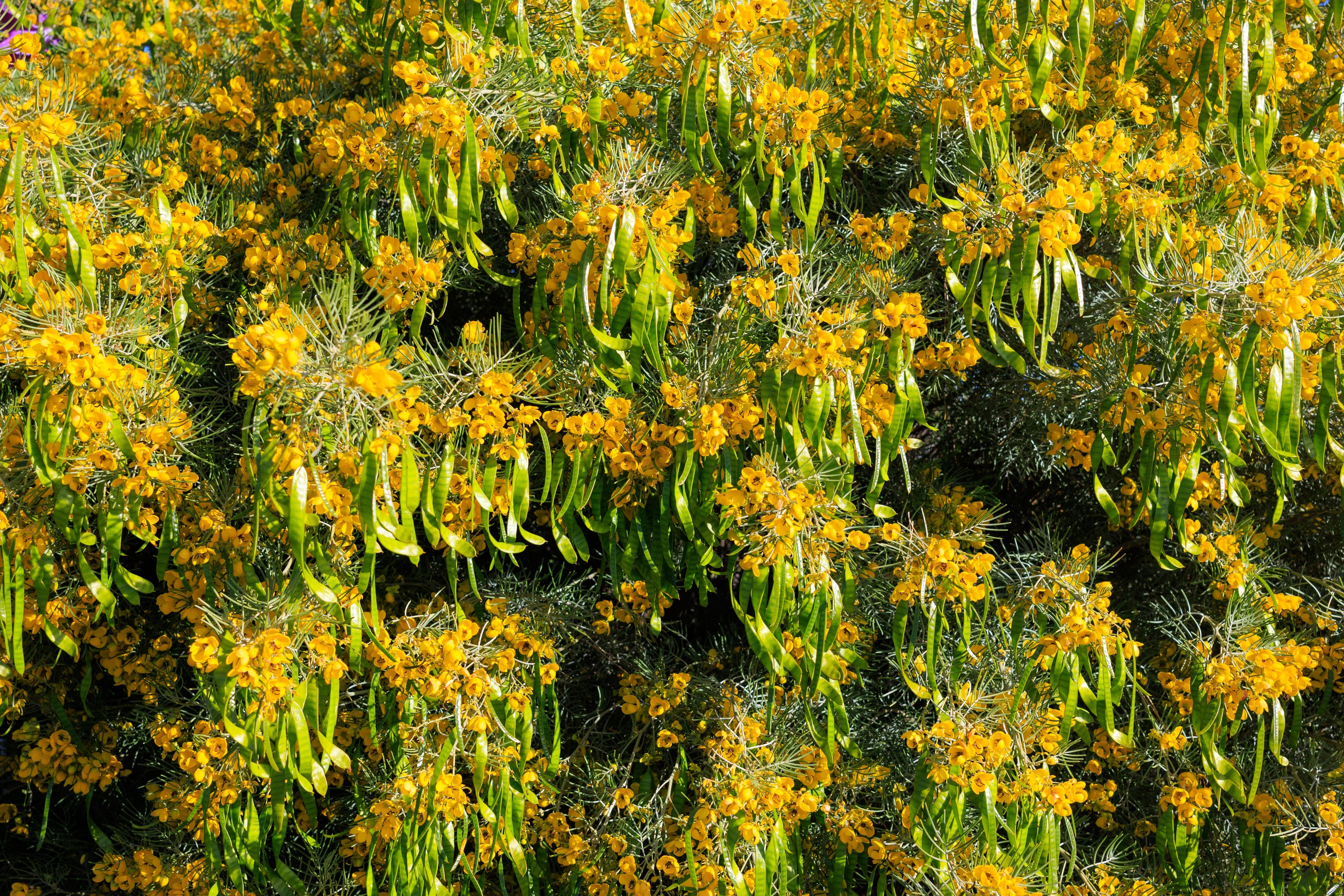 50 Yellow FEATHERY Silver CASSIA Green Senna Artemisioides Seeds