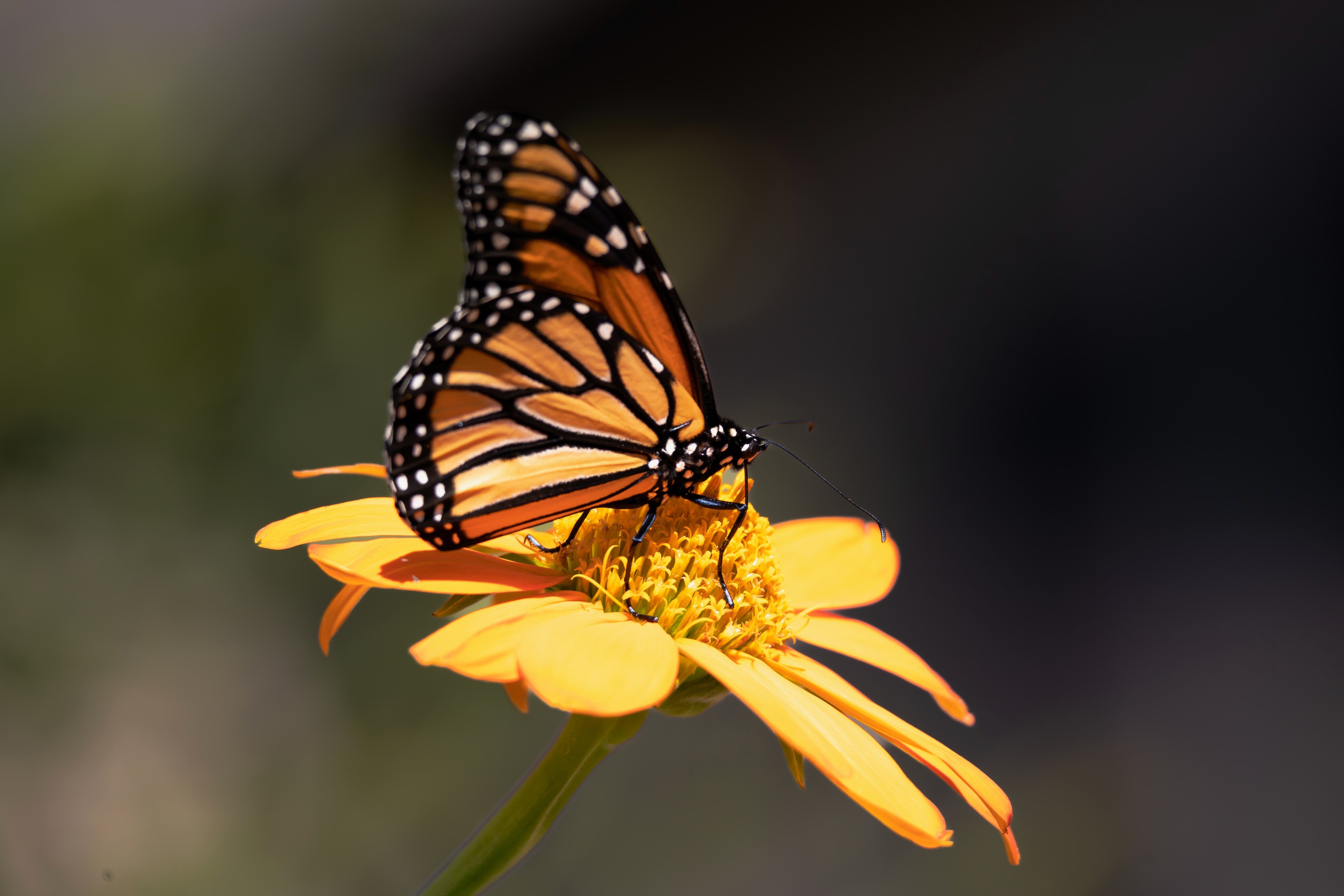 25 YELLOW Torch MEXICAN SUNFLOWER Tithonia Speciosa Flower Seeds