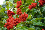 100 ANNATTO TREE Lipstick Plant Bixa Orellana Seeds