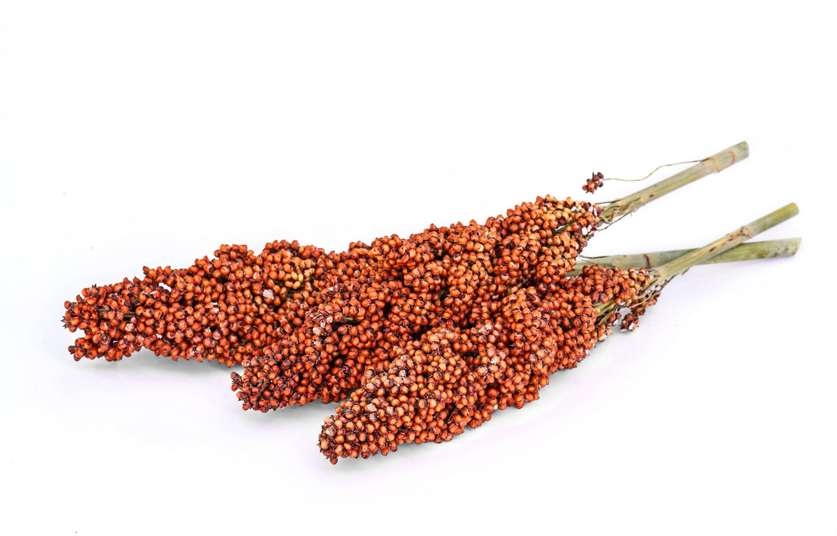 70 SUGAR DRIP SORGHUM Amber Cane Grain Sweet Syrup Vegetable Seeds