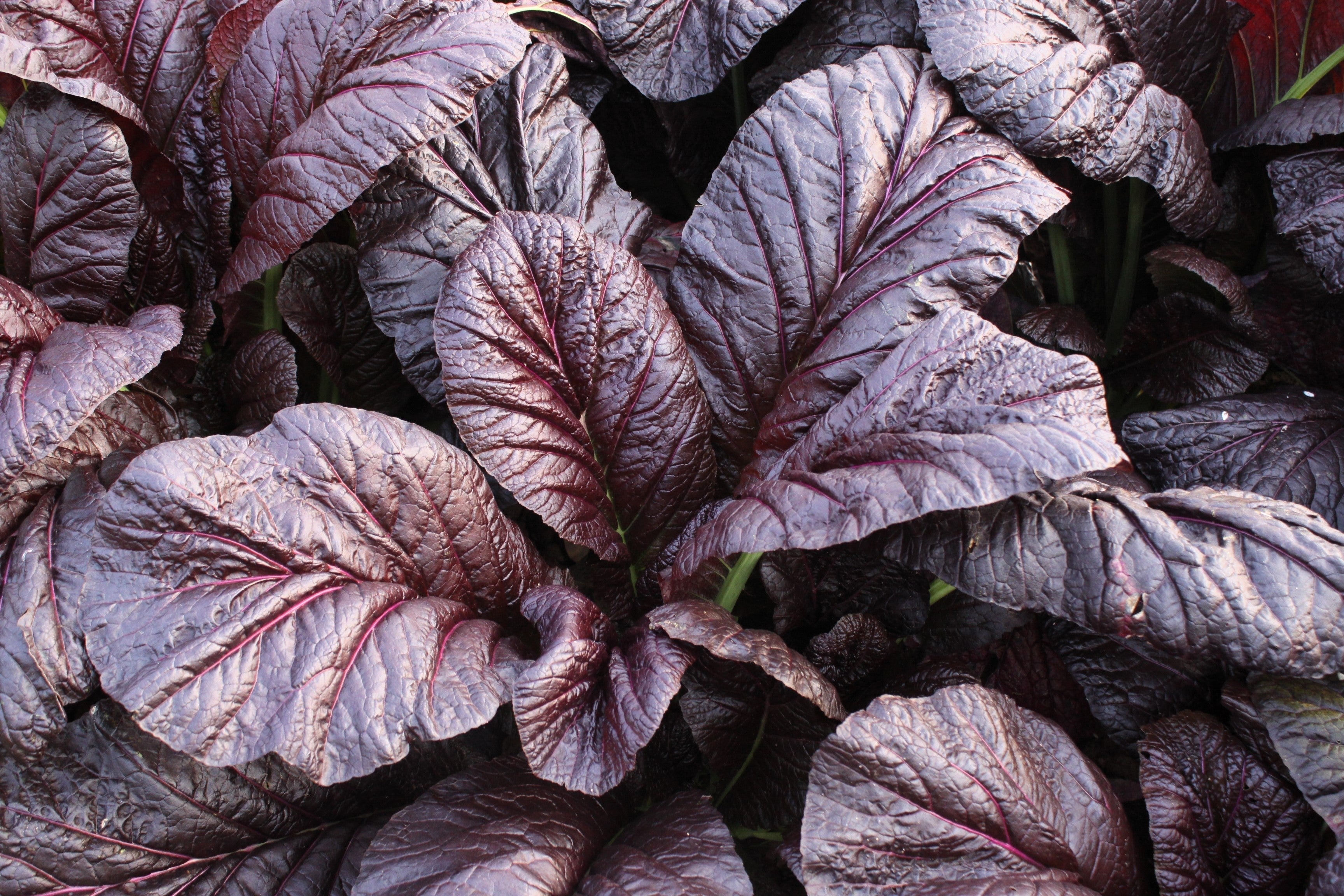 1500 RED GIANT MUSTARD Ornamental Japanese Greens Herb Vegetable Brassica Seeds