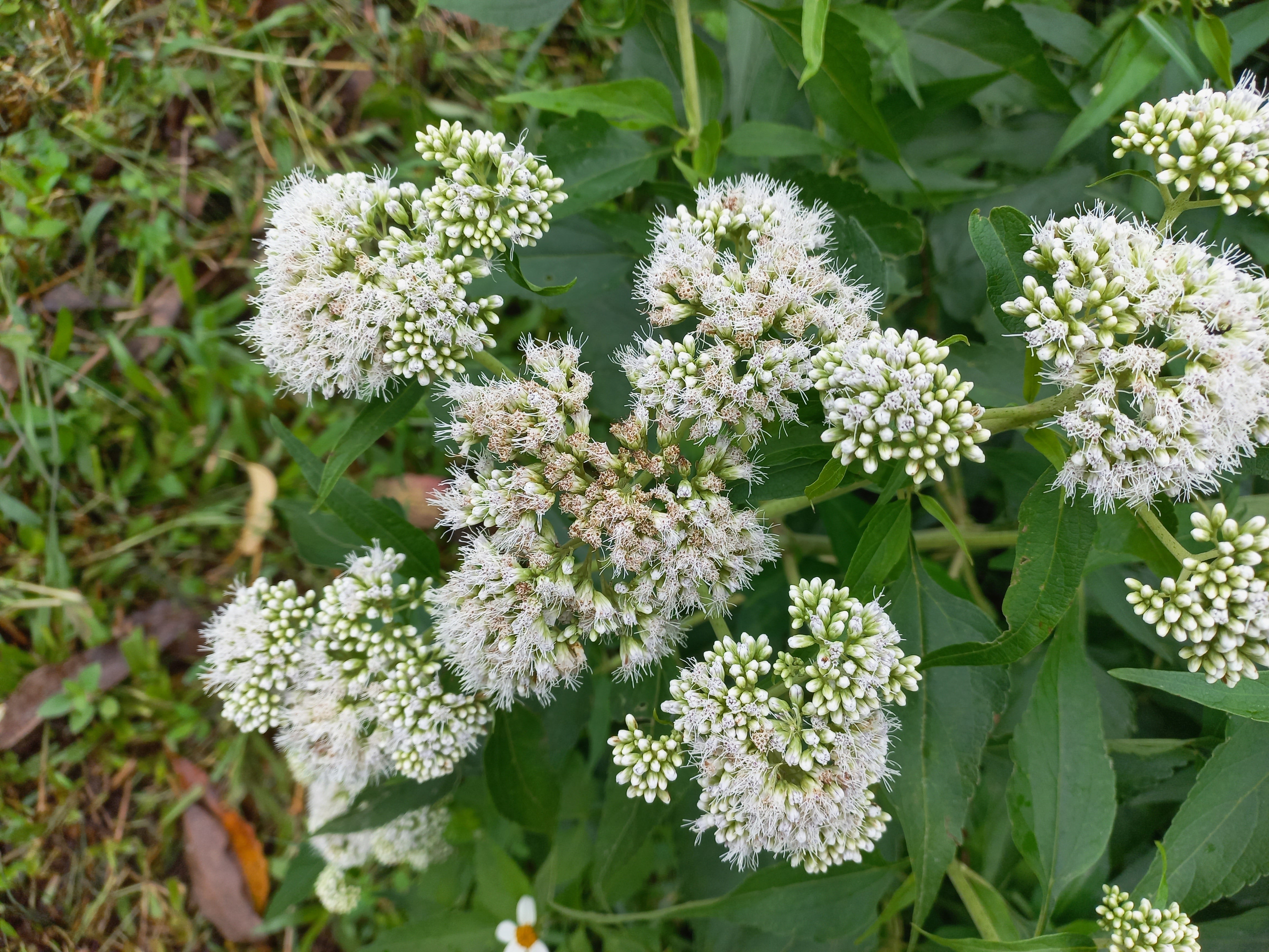 200 TALL WHITE BONESET (Thoroughwort) Eupatorium Perfoliatum Flower Seeds