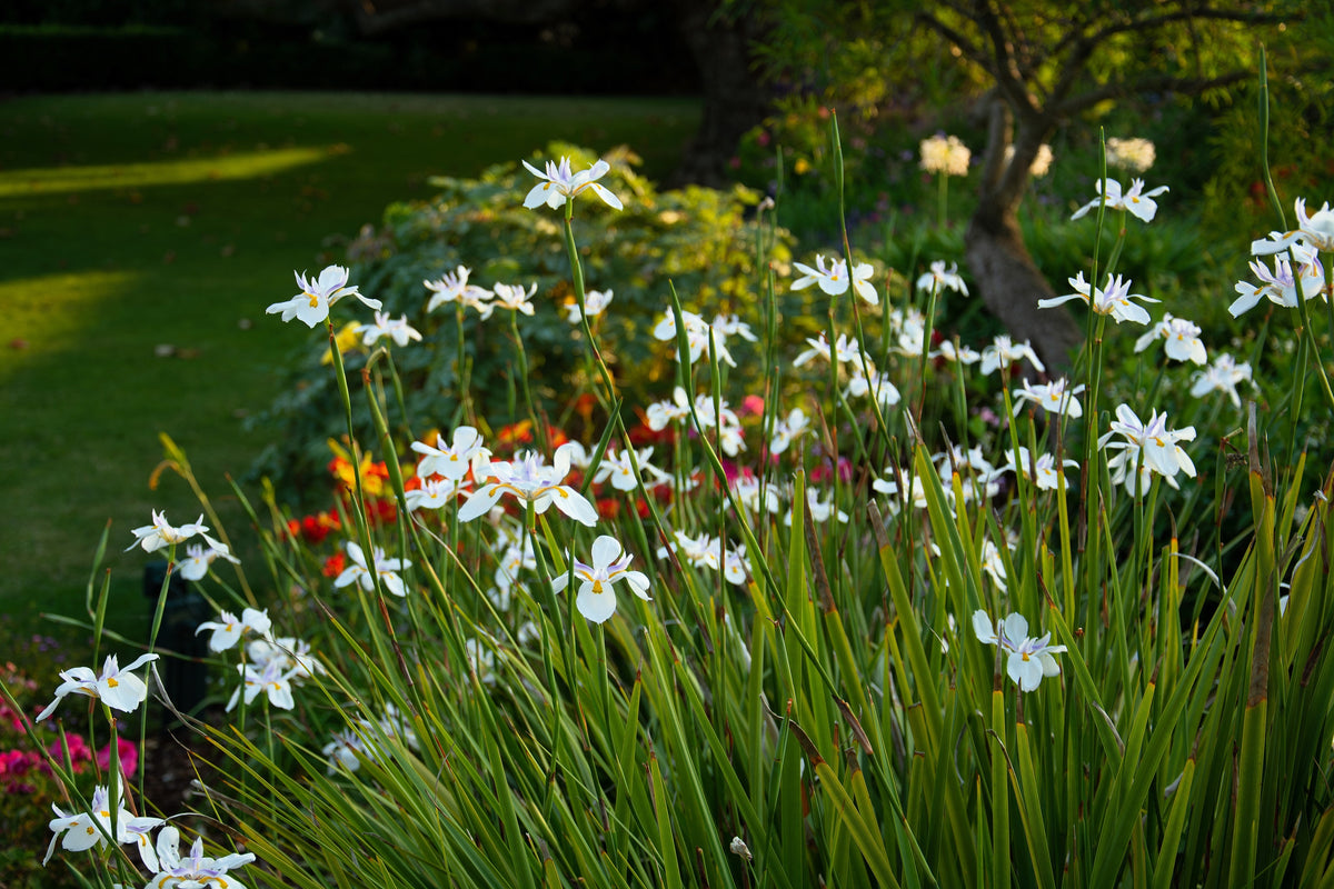 25 WHITE AFRICAN IRIS Fortnight Lily Dietes Iridioides Vegeta aka Cape or Butterfly Iris Yellow Purple Flower Seeds