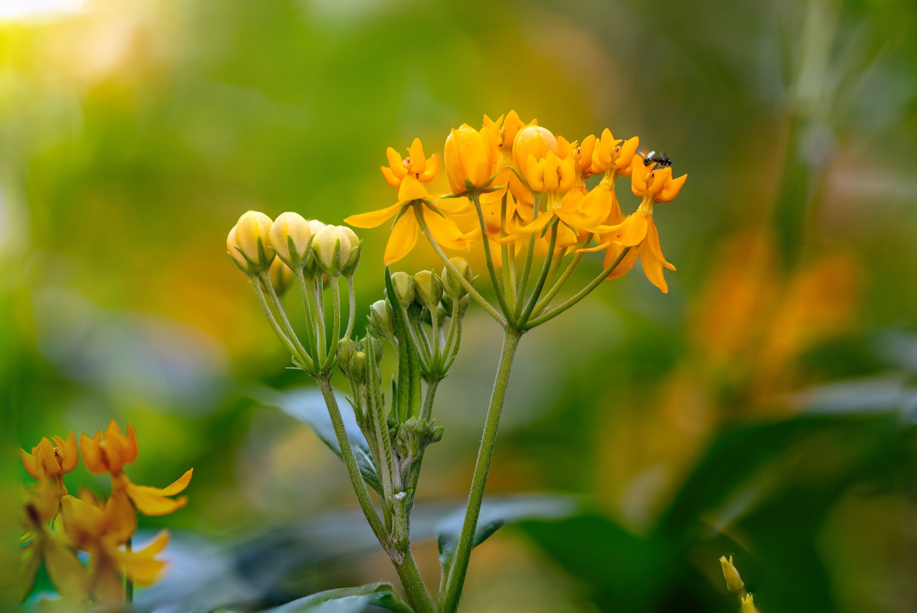 10 SILKY GOLD MILKWEED Butterfly Weed Asclepias Curassavica Monarch Flower Seeds