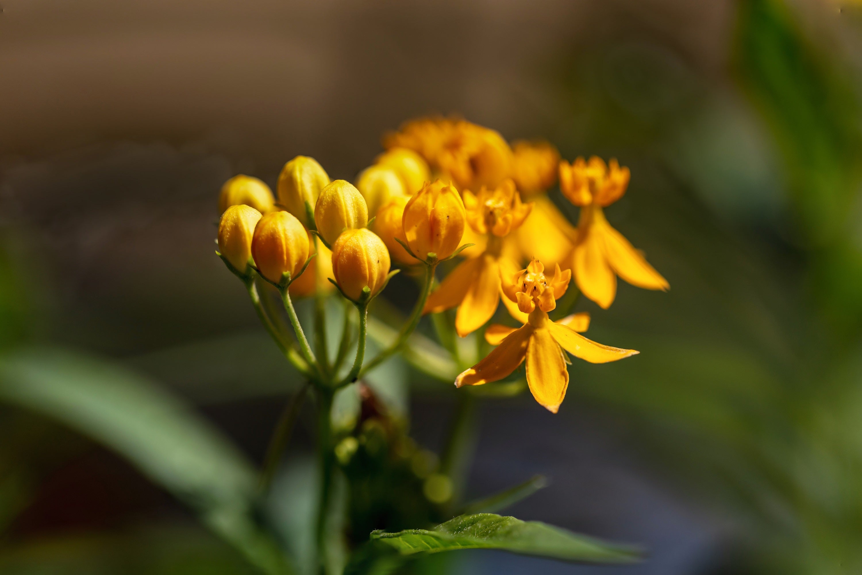 10 SILKY GOLD MILKWEED Butterfly Weed Asclepias Curassavica Monarch Flower Seeds