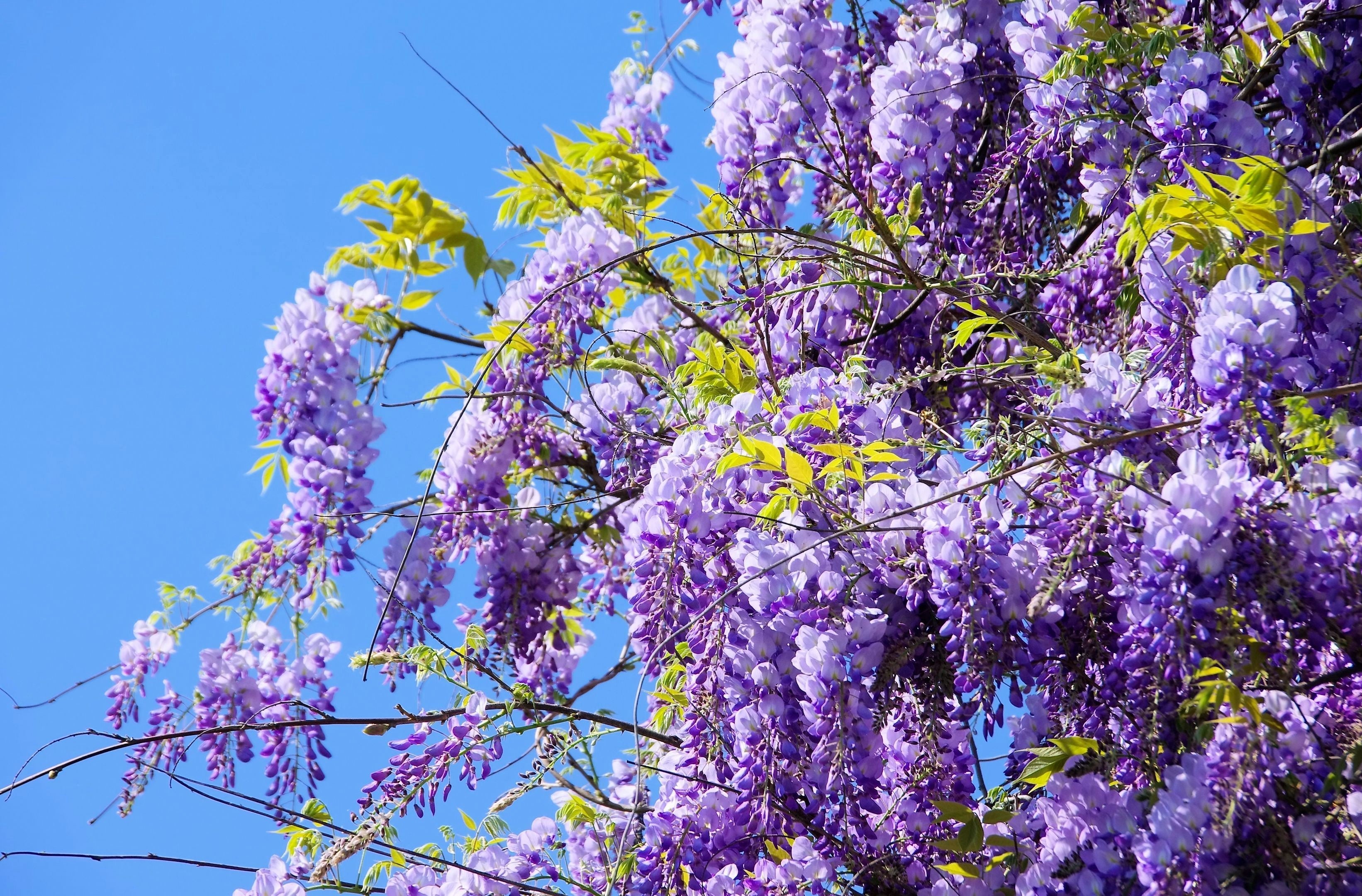 5 BLUE CHINESE WISTERIA Sinensis Ornamental Vine Climber Blue Violet Purple Flower Seeds