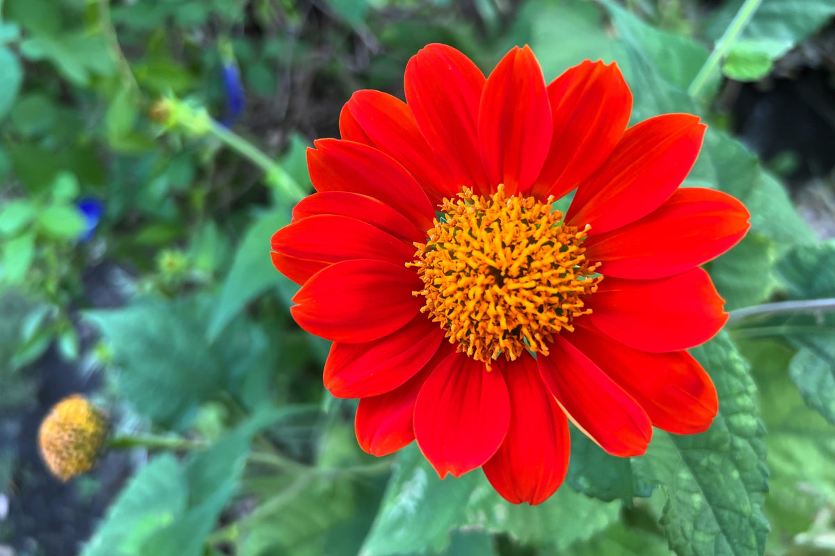 50 RED MEXICAN Torch SUNFLOWER Tithonia Rotundifolia Red Orange Flower Seeds