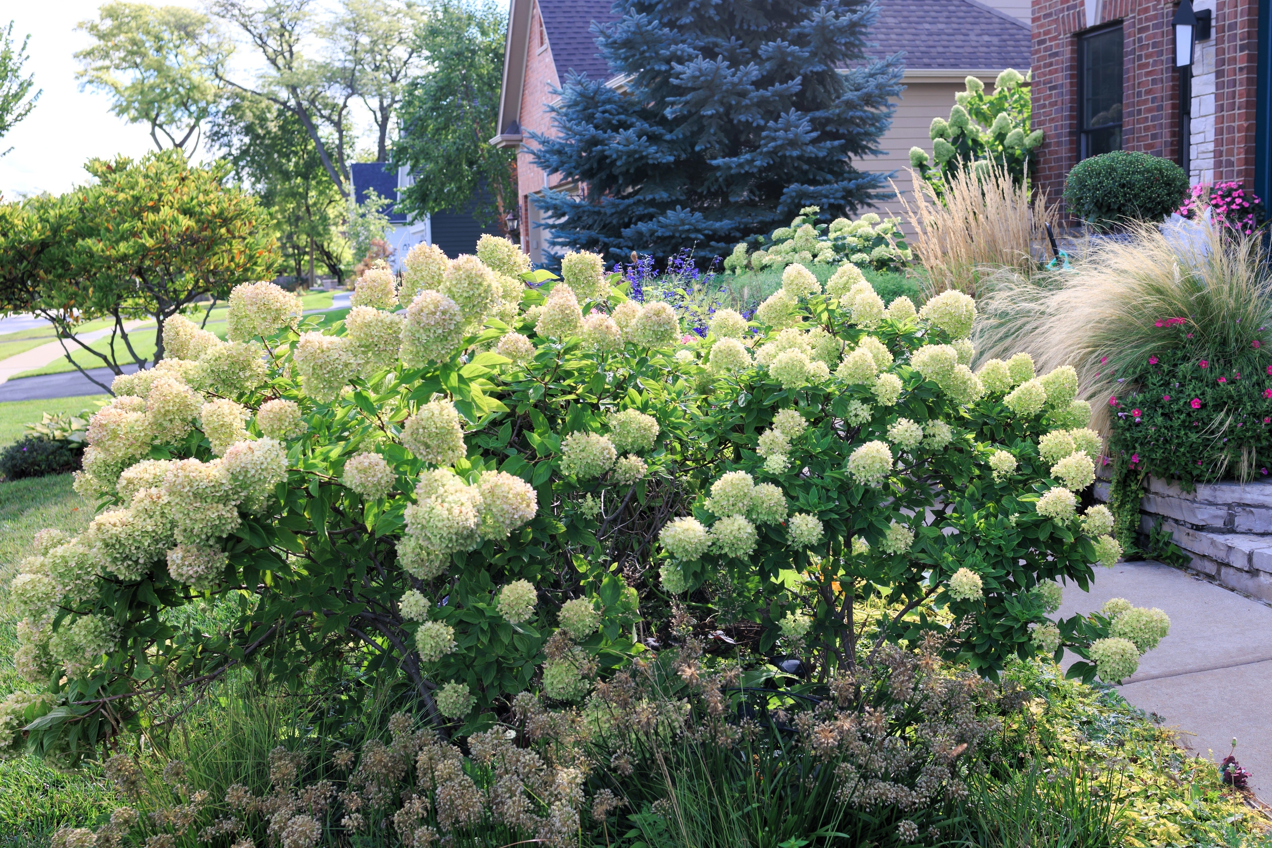 50 PEE GEE HYDRANGEA Paniculata Peegee Panicle White Pink Flower Shrub Seeds