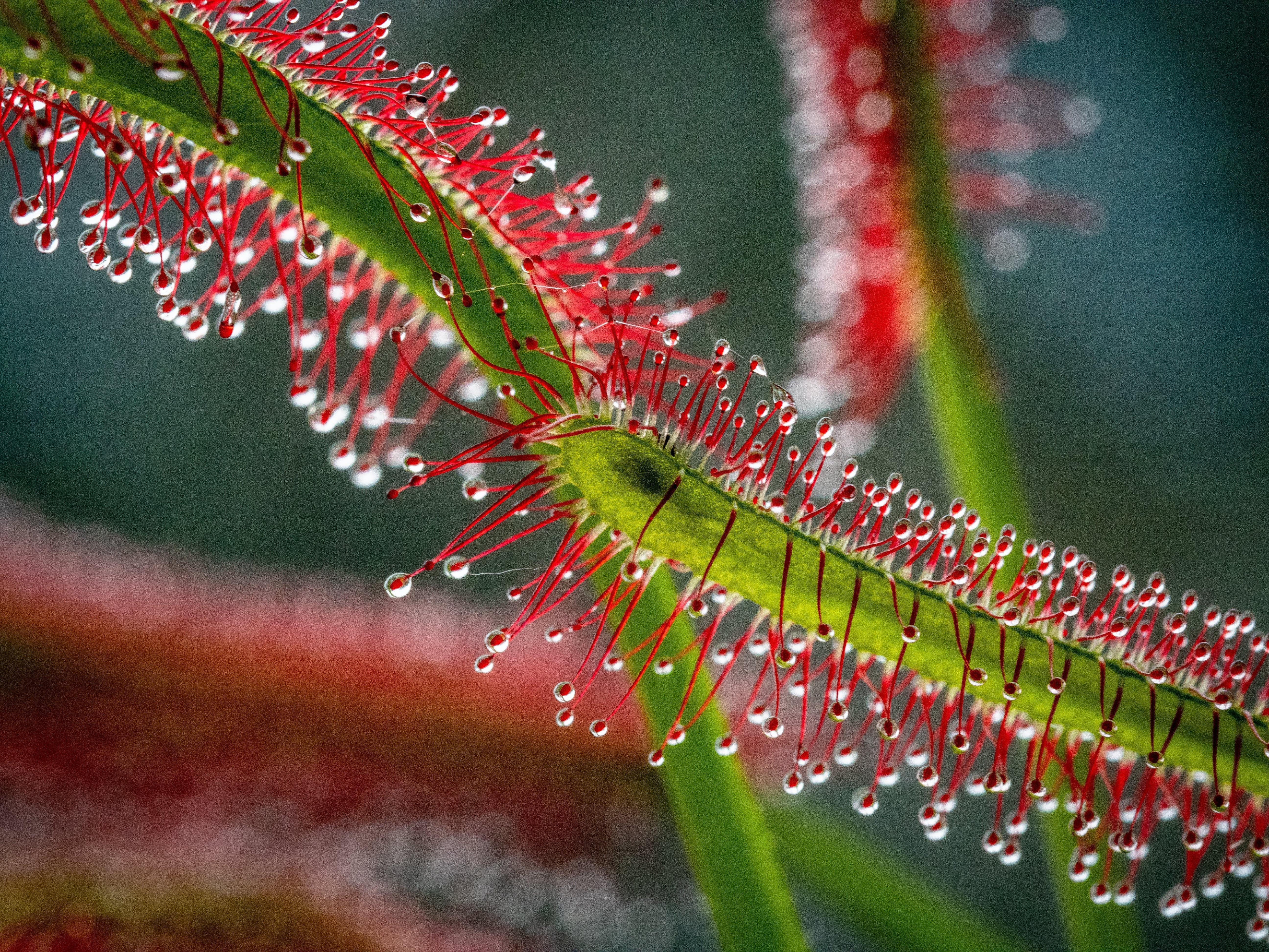 10 CARNIVOROUS SUNDEW PLANT Drosera Flower Seeds