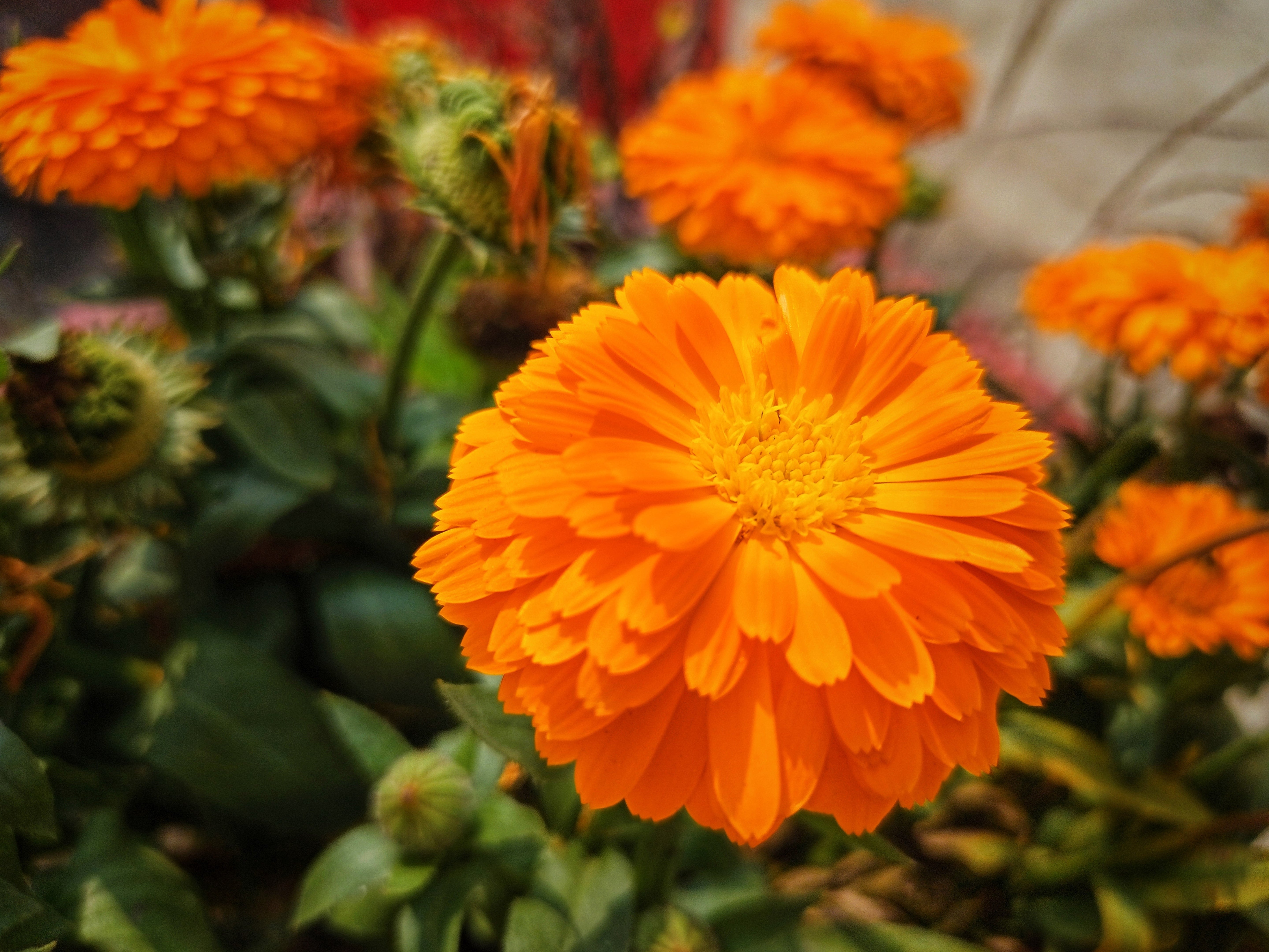500 PACIFIC Beauty ORANGE MARIGOLD Calendula Officinalis Flower Seeds