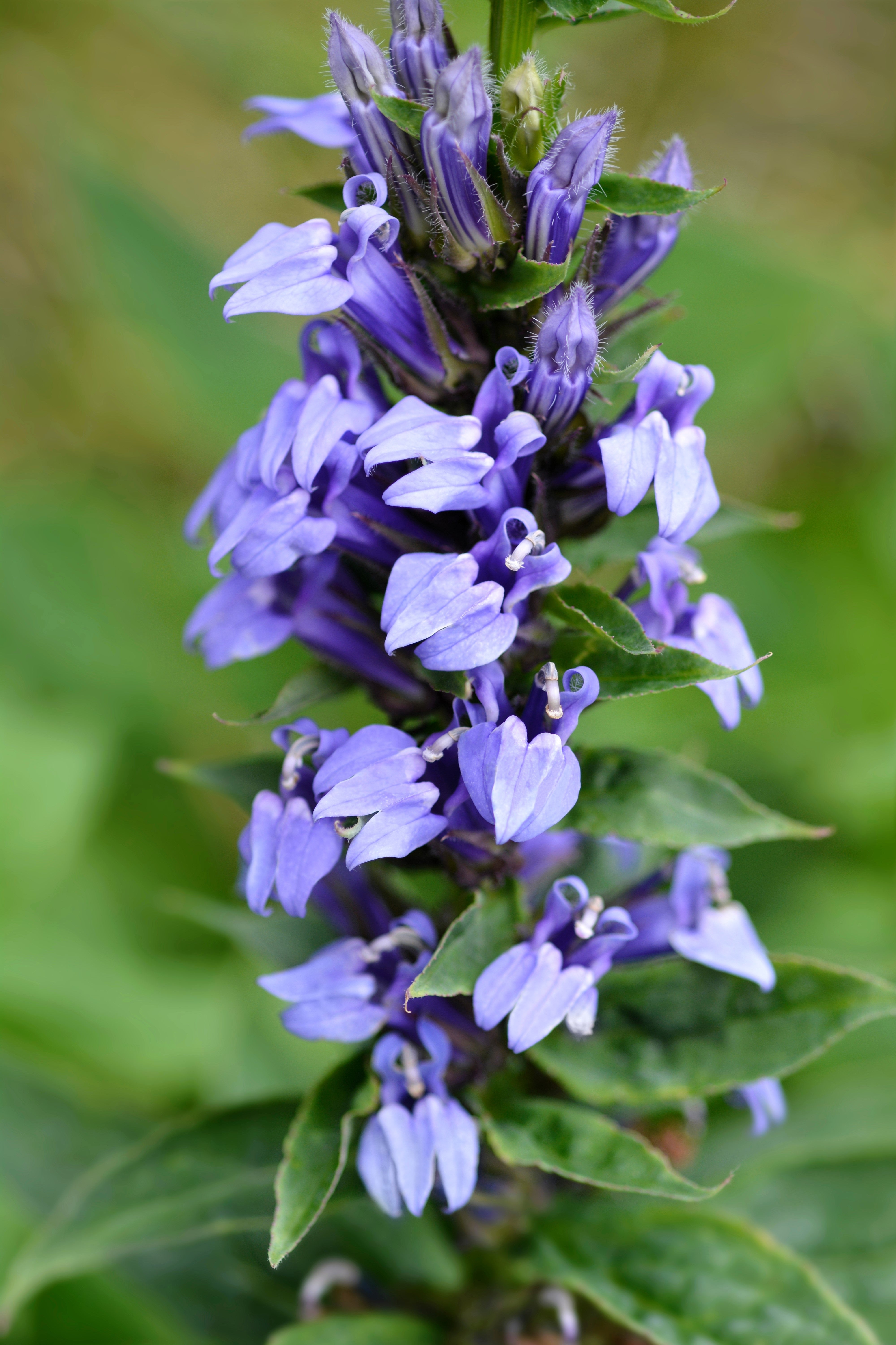 500 GREAT BLUE LOBELIA Lobelia Siphilitica Flower Seeds