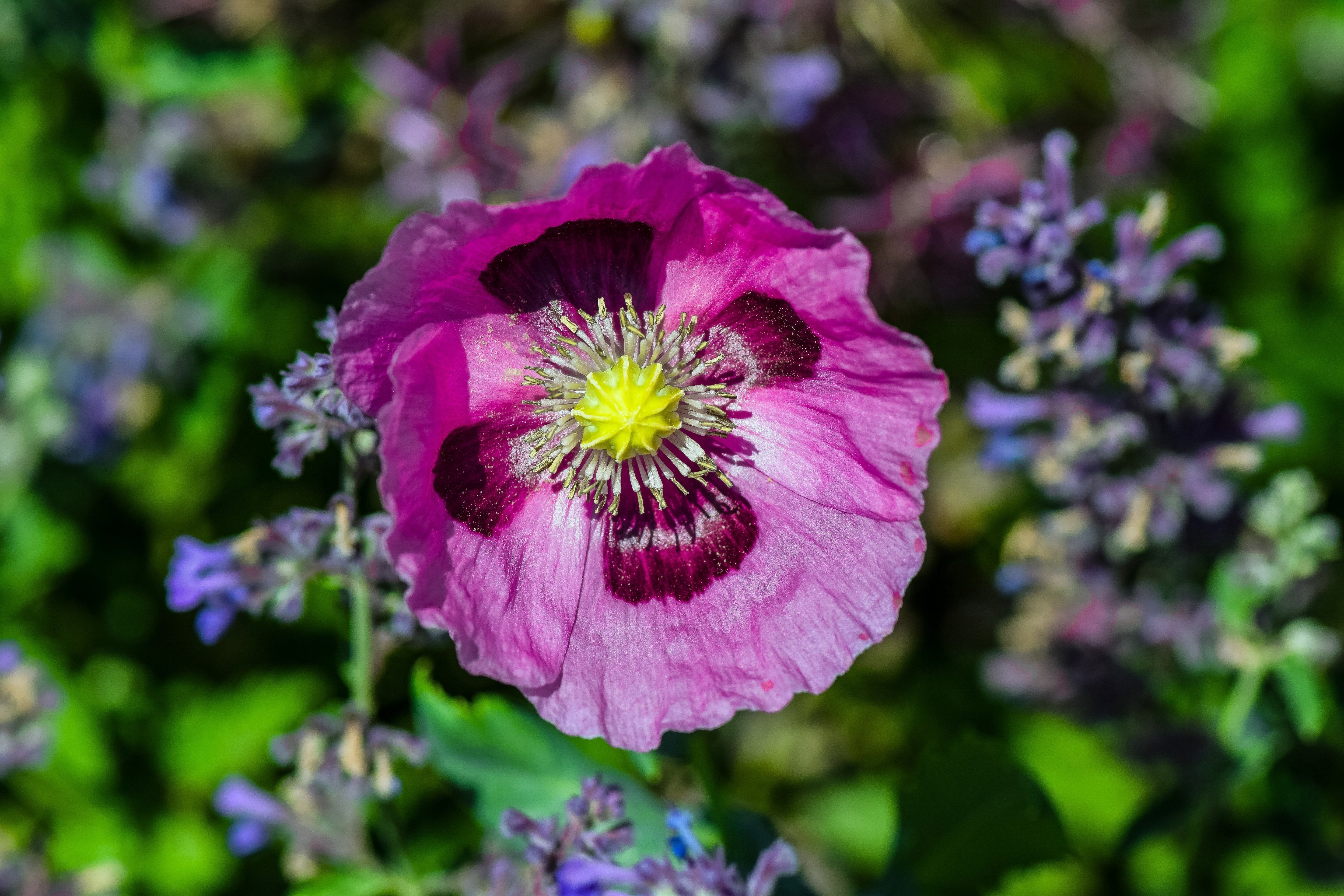 1000 HUNGARIAN BREADSEED POPPY Papaver Somniferum Purple Blue Flower Seeds