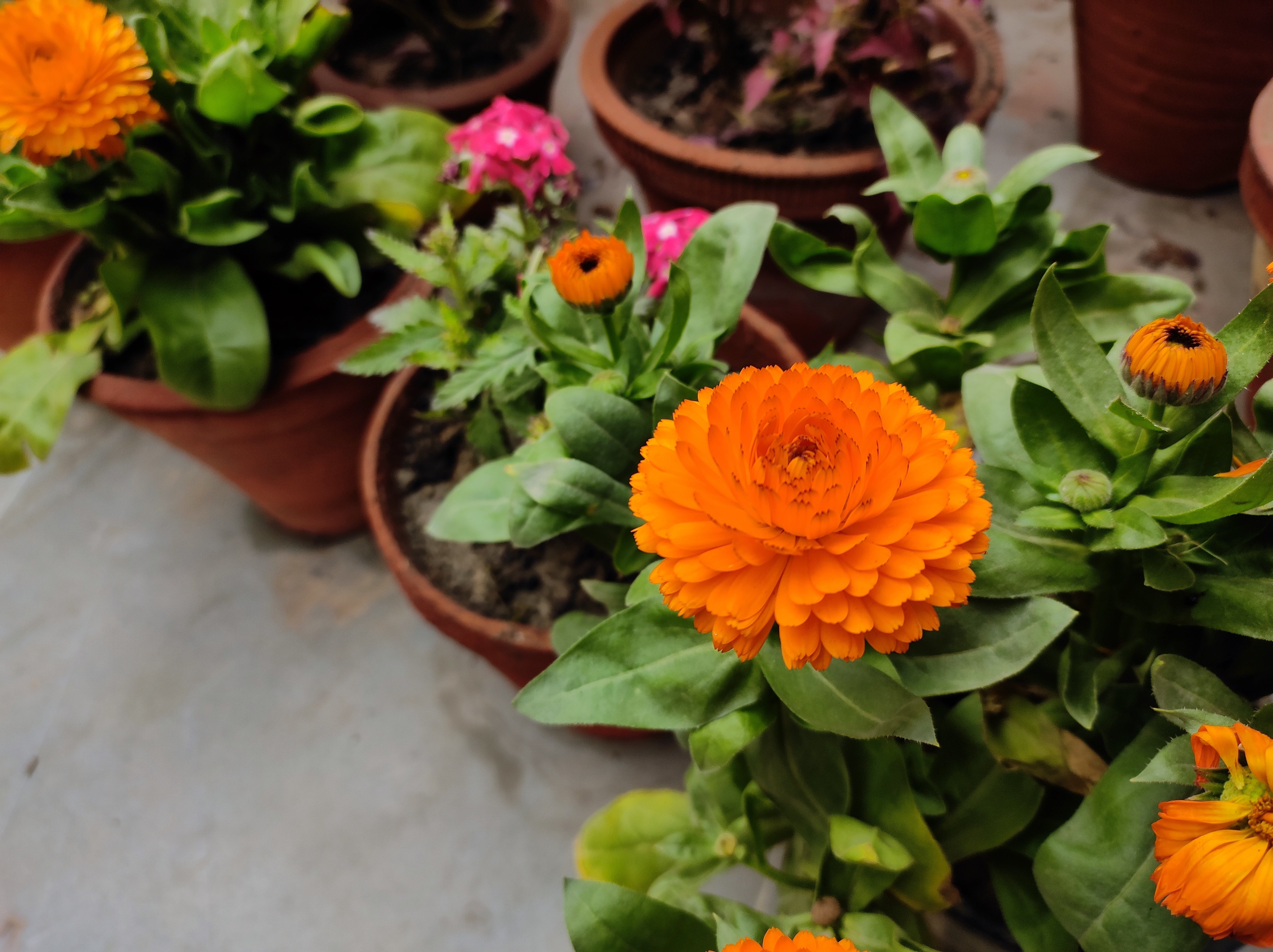 500 PACIFIC Beauty ORANGE MARIGOLD Calendula Officinalis Flower Seeds