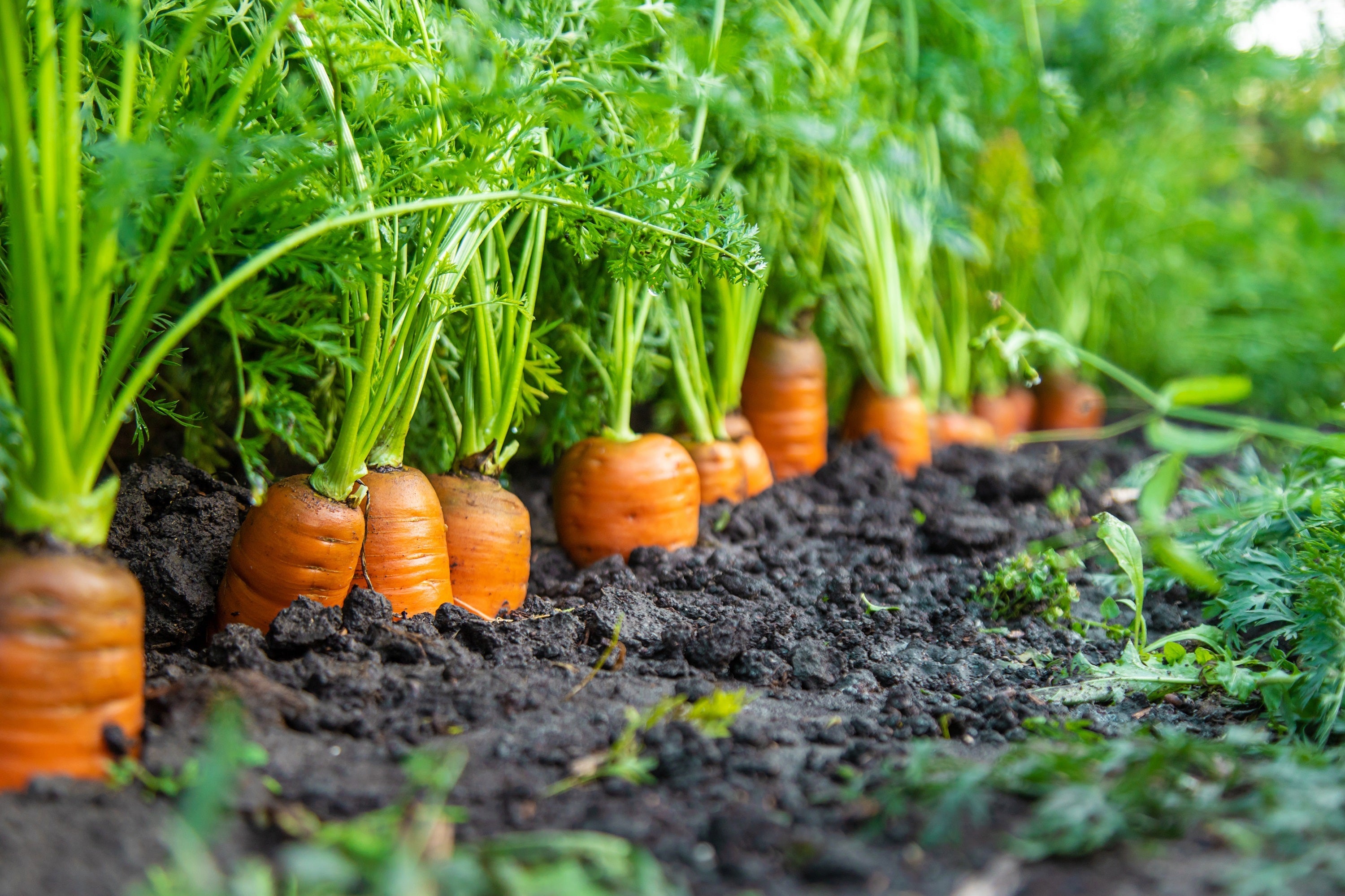 1500 SCARLET NANTES CARROT Daucus Carota Vegetable Seeds