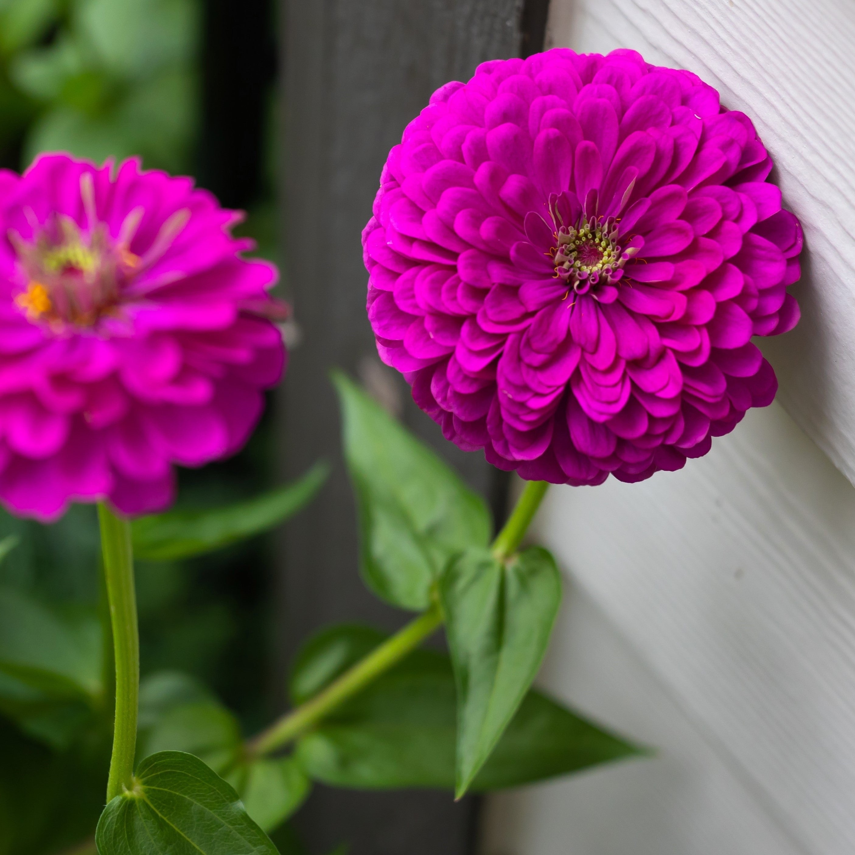 250 PURPLE PRINCE ZINNIA Elegans Flower Seeds